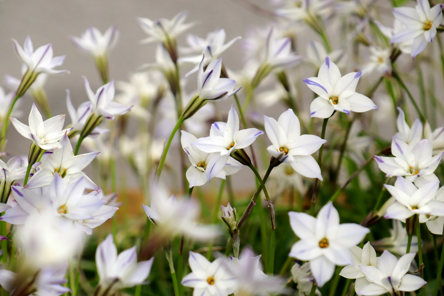 Ein Feld mit zarten weißen Blumen in Blüte