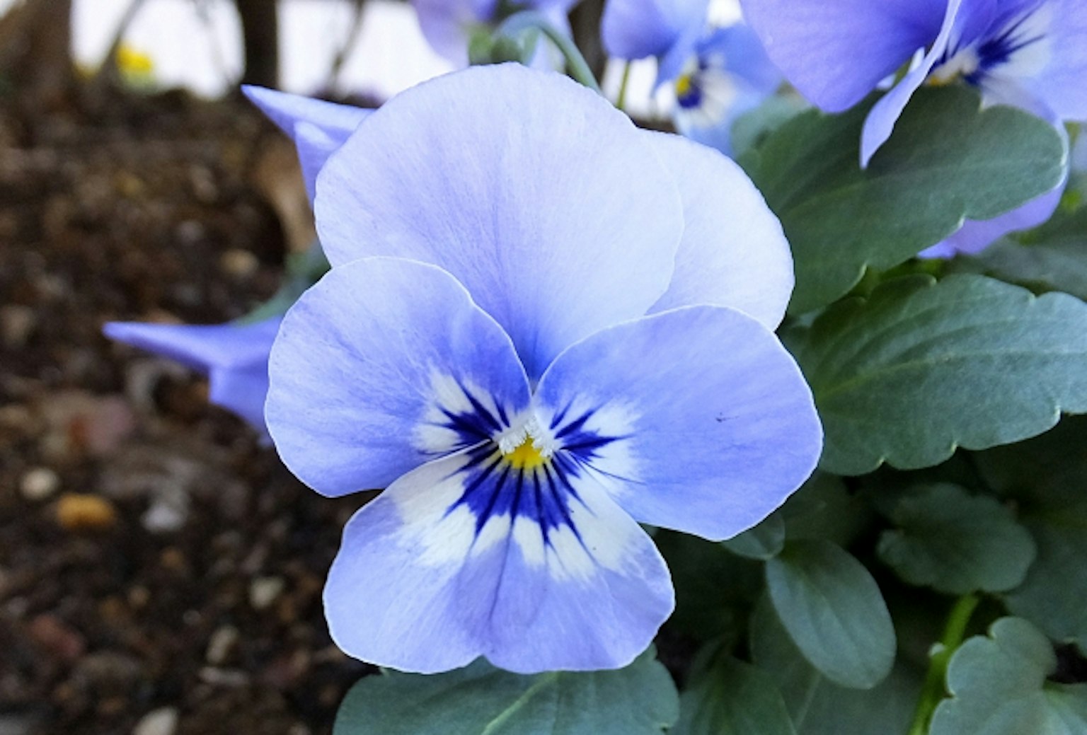 Close-up bunga pansy biru yang mekar