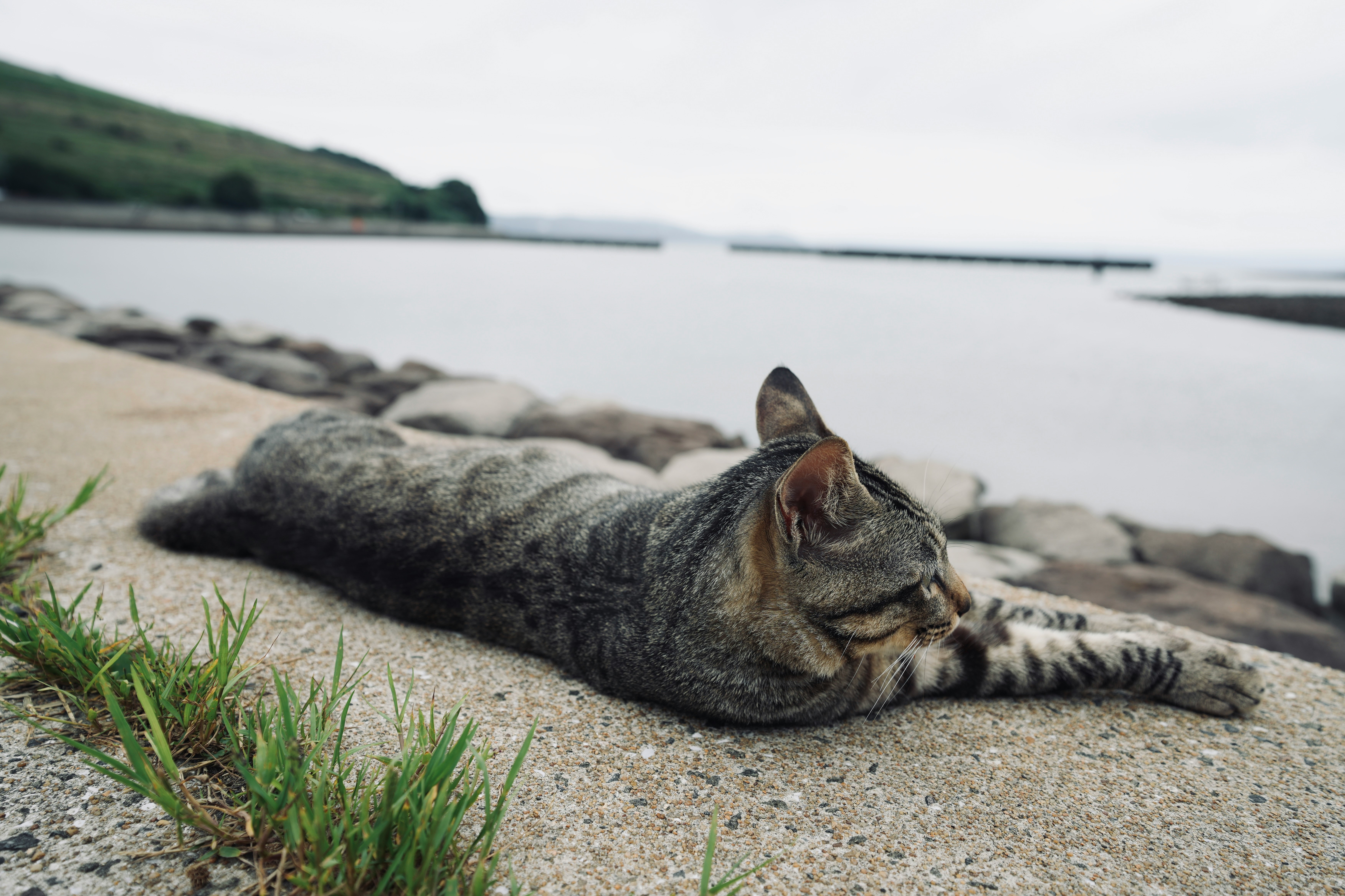gatto sdraiato su un sentiero di ciottoli sulla spiaggia