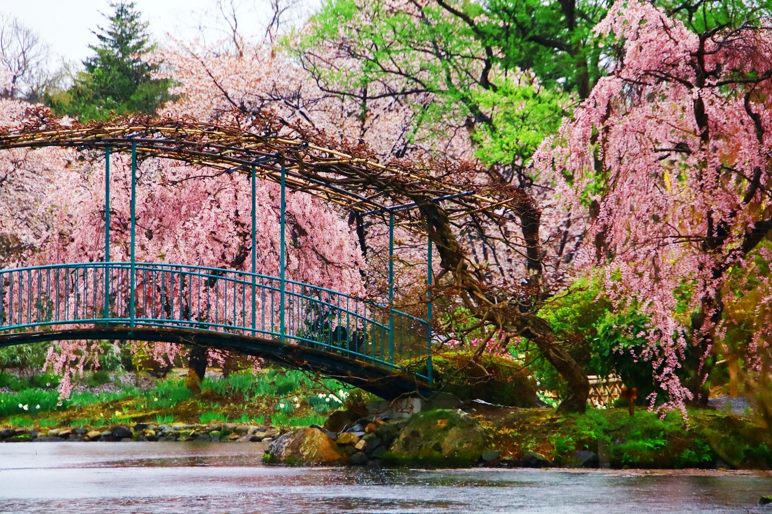 Un encantador puente rodeado de hermosos cerezos y agua tranquila