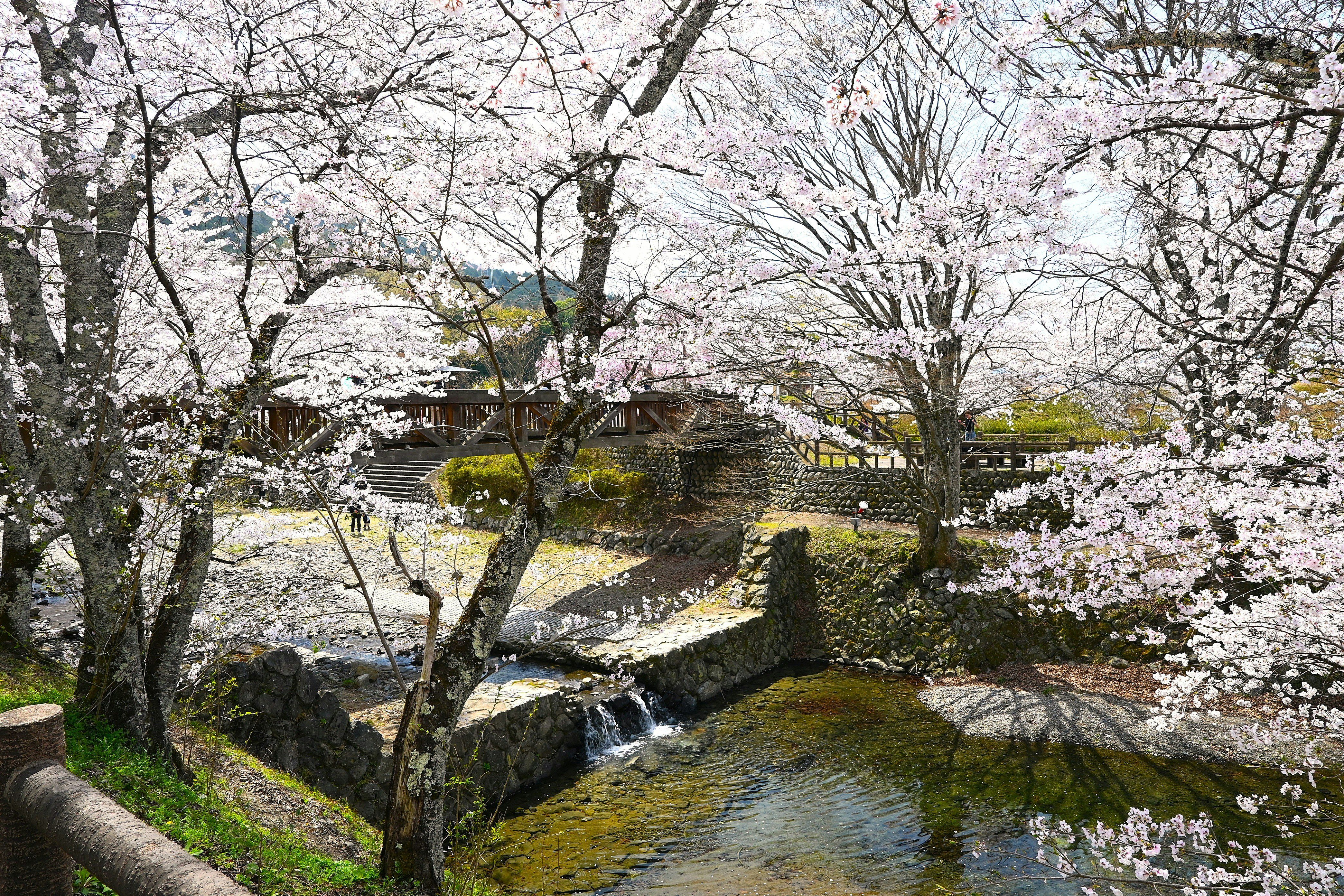 七谷川沿いの桜並木と小川の流れ