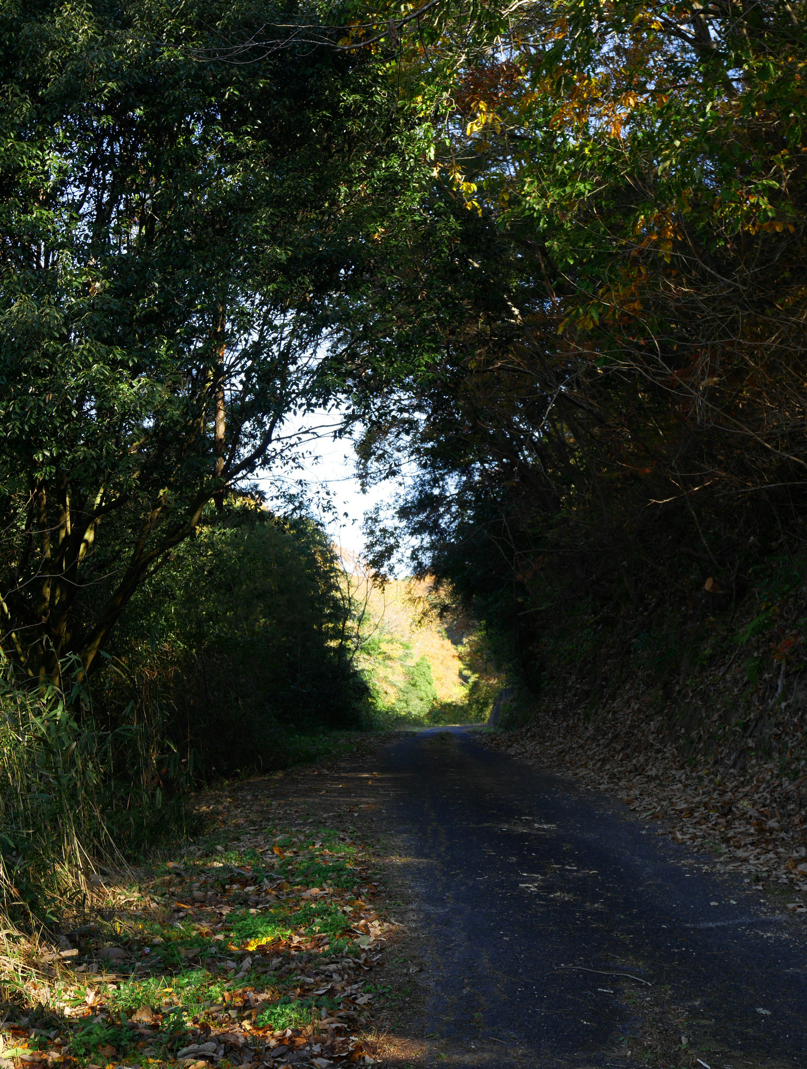 木々に囲まれた山道の散歩道