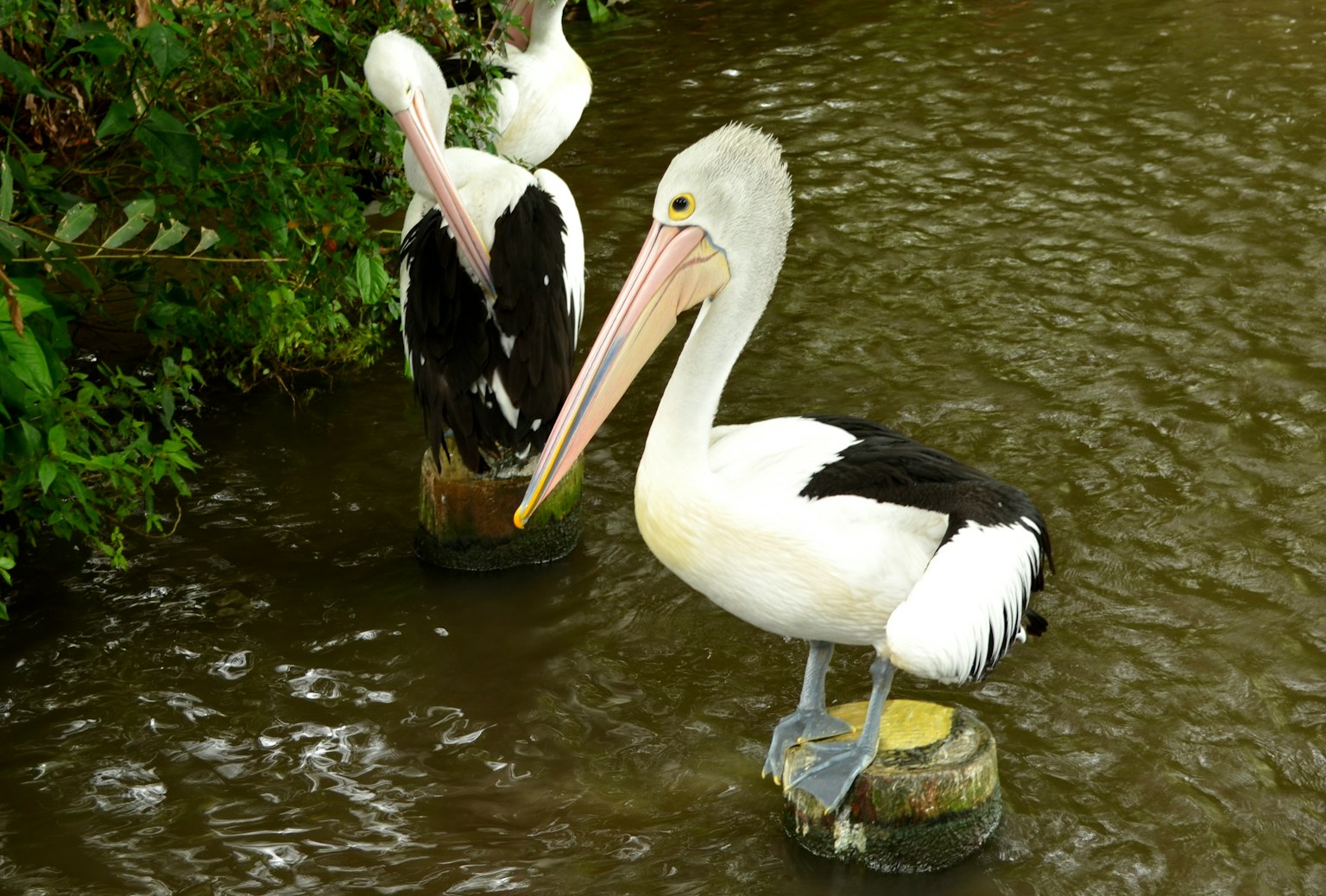 A white pelican standing on a post with a black pelican in the background
