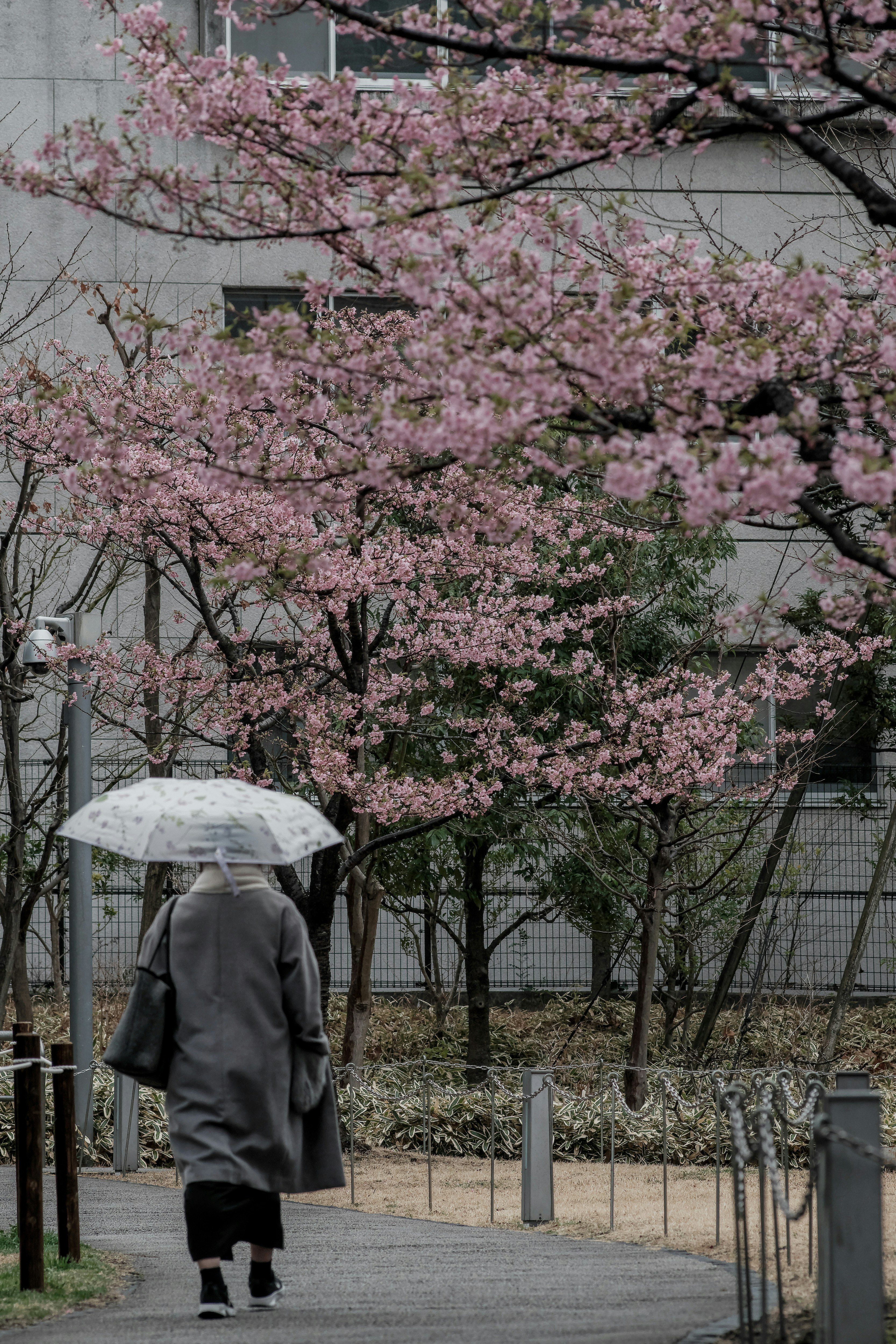雨の朝に河津桜の並木を歩く人