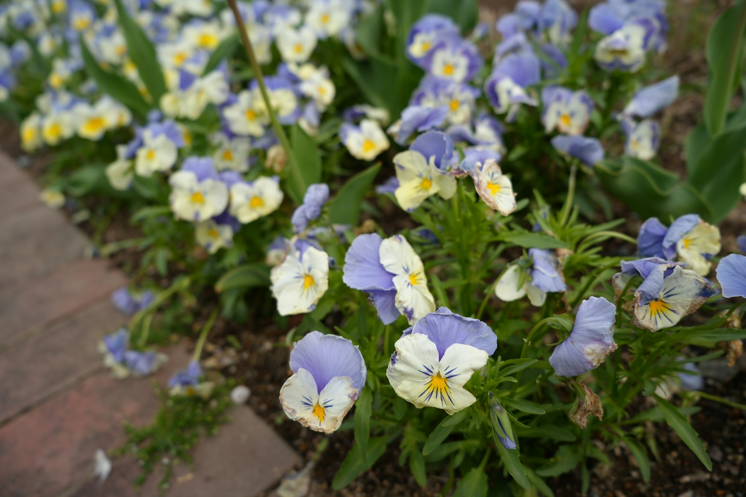 Une scène de jardin avec des pensées violettes et jaunes épanouies le long d'un chemin