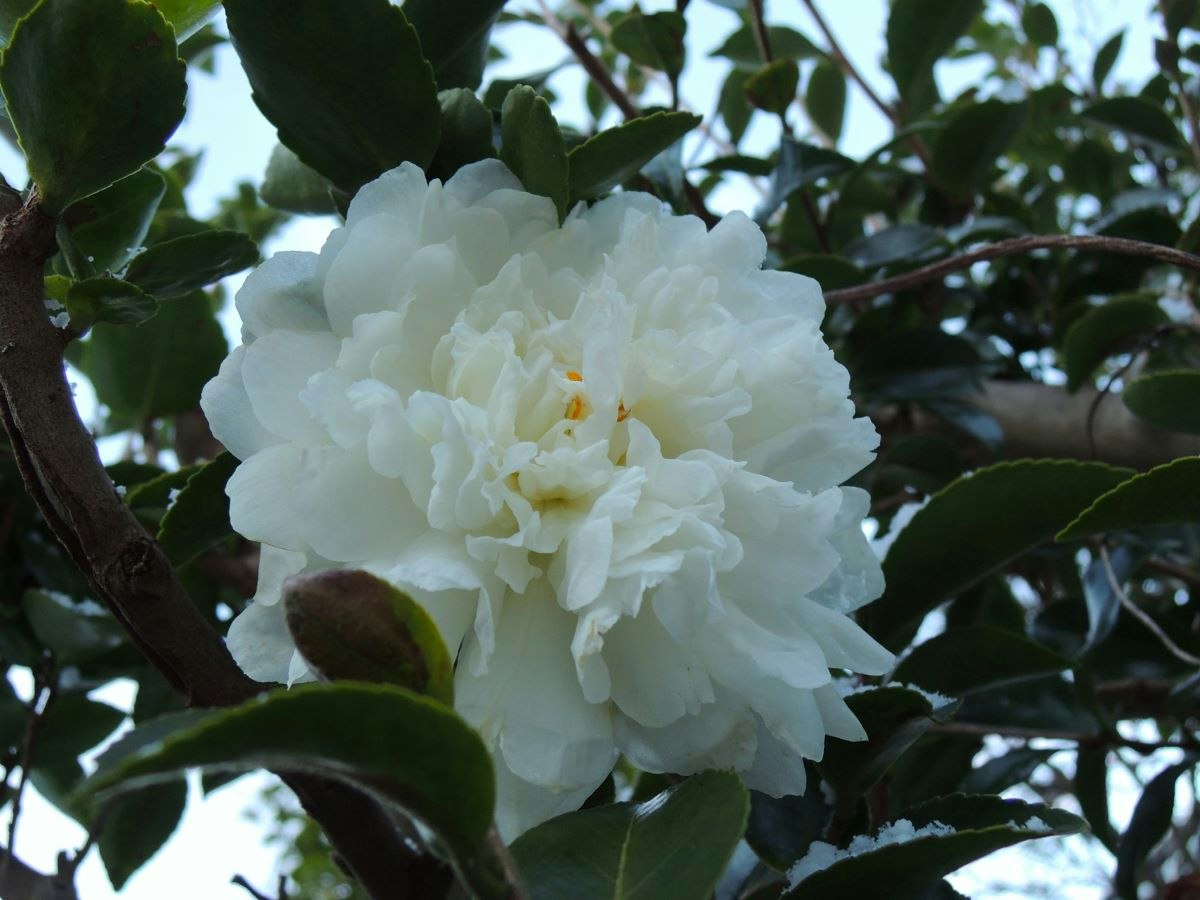 gros plan d’une fleur blanche en pleine floraison sur des branches feuillues