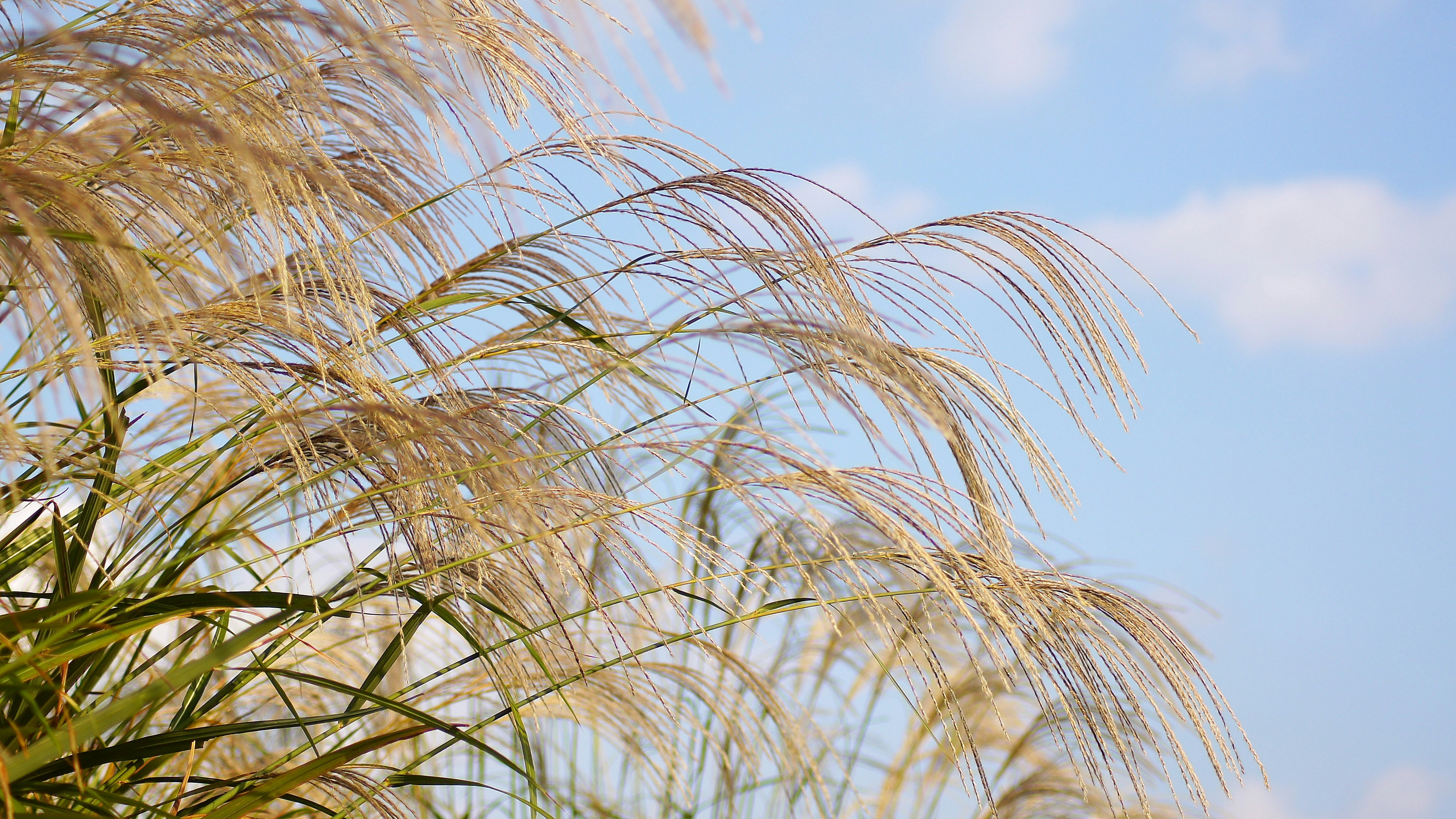 風に揺れる穂のあるイネ科の草と青空