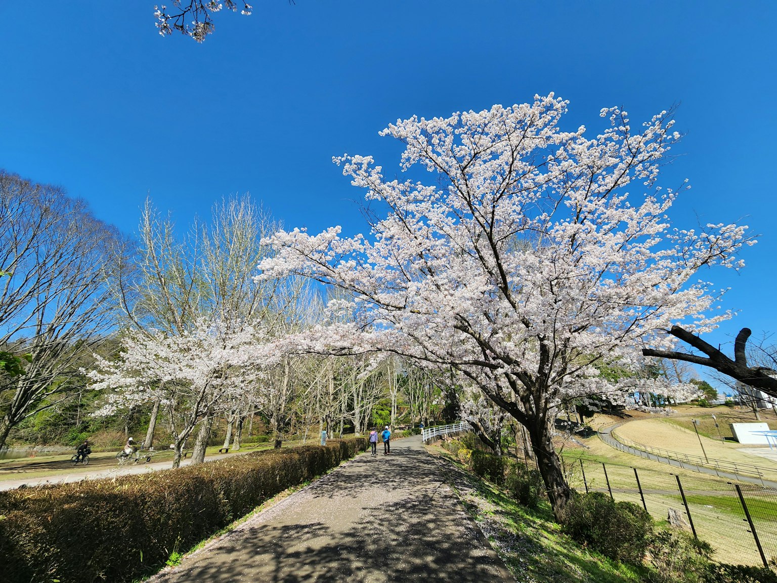 公園場景，櫻花樹在晴朗的藍天下盛開
