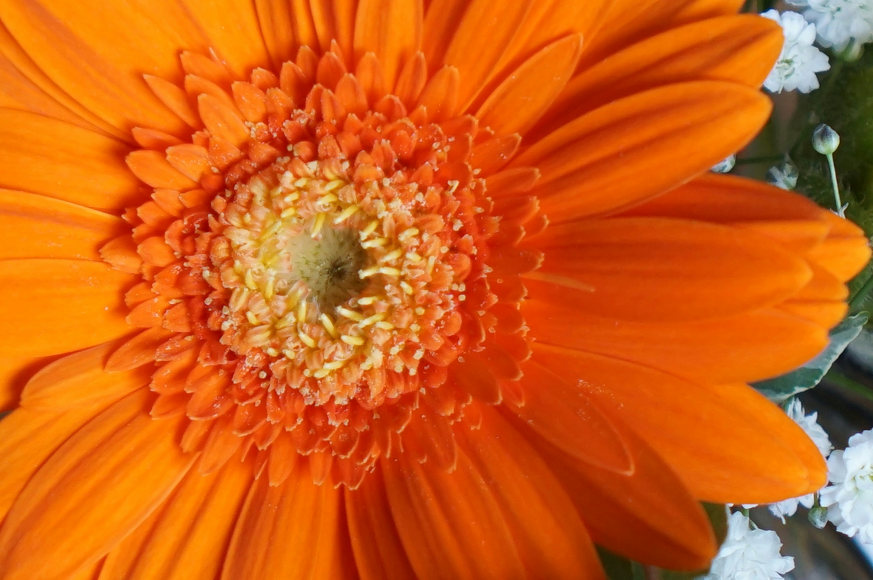 オレンジのガーベラの花のクローズアップ