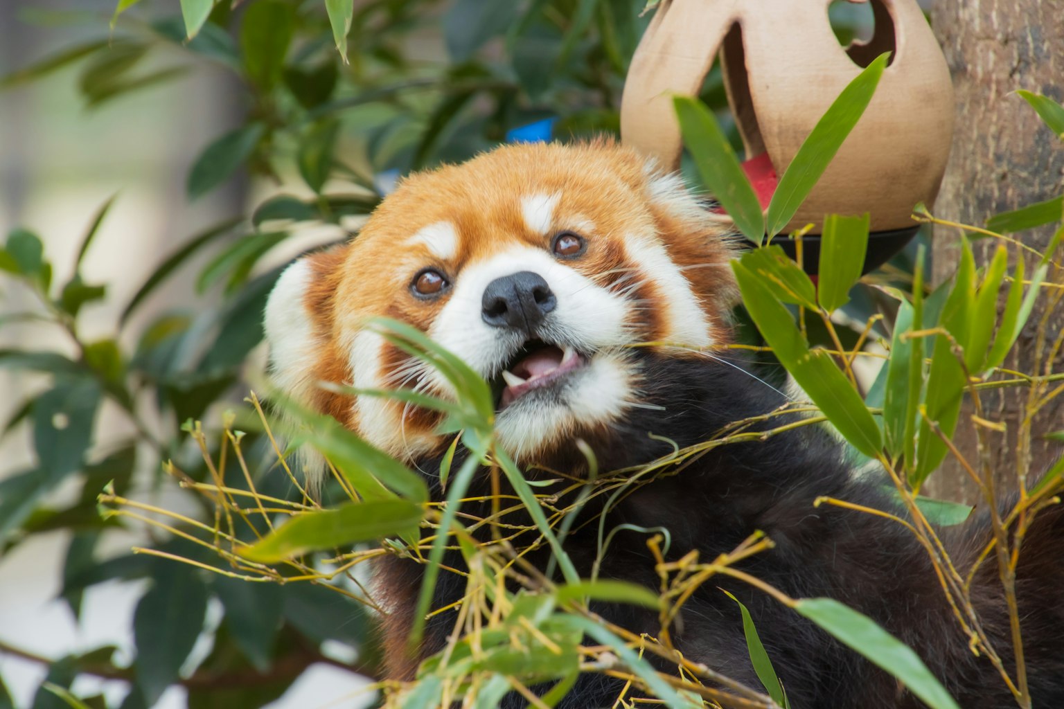 Gros plan d'un panda roux en train de manger des feuilles de bambou