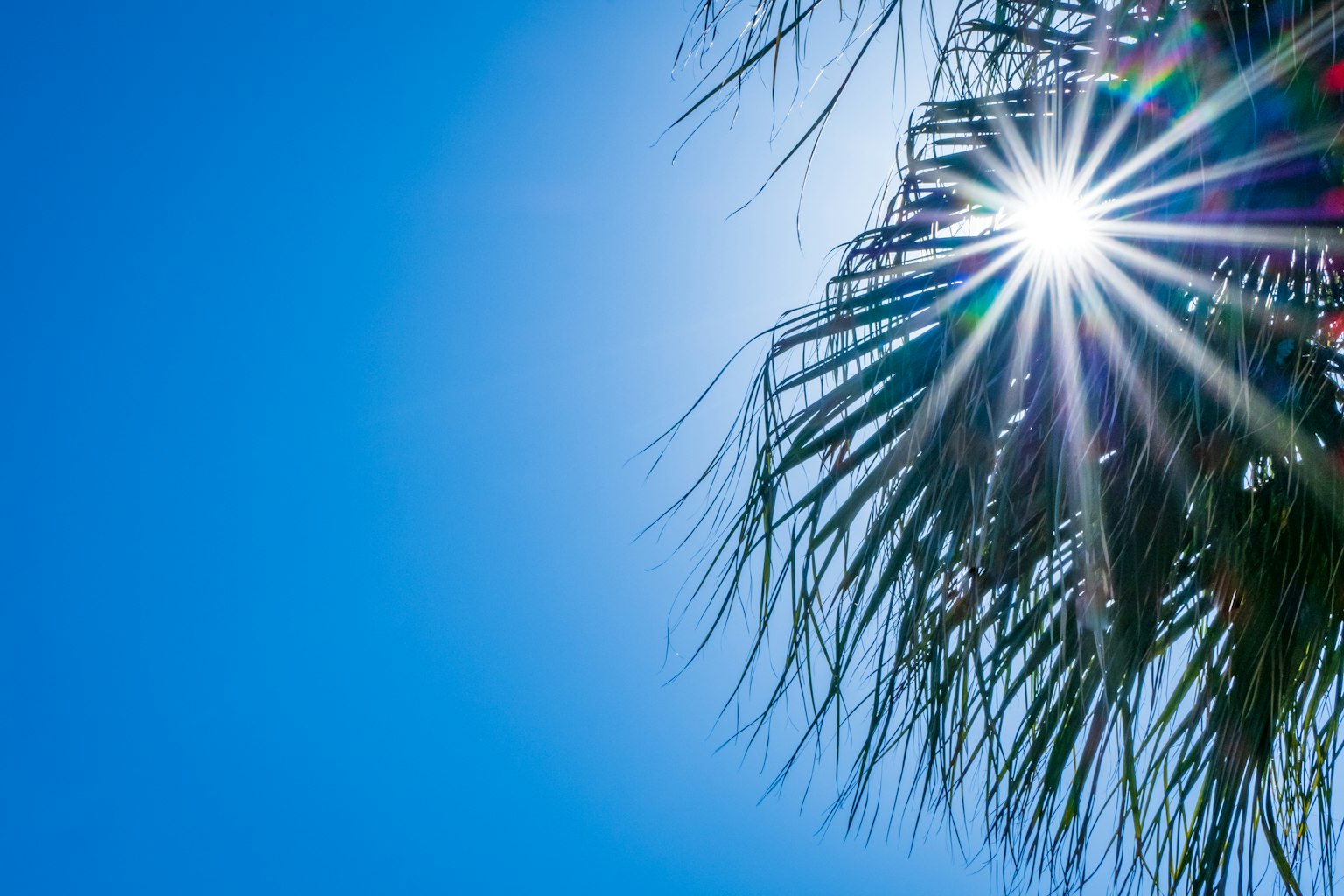Sole che splende attraverso le foglie di palma su un cielo blu chiaro