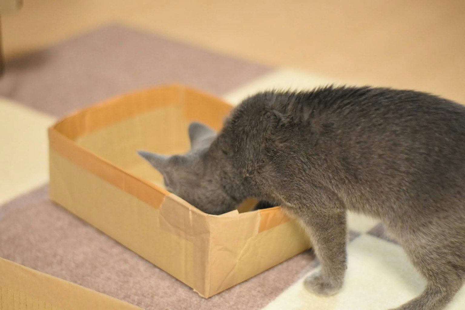 Gato gris con la cabeza dentro de una caja de cartón