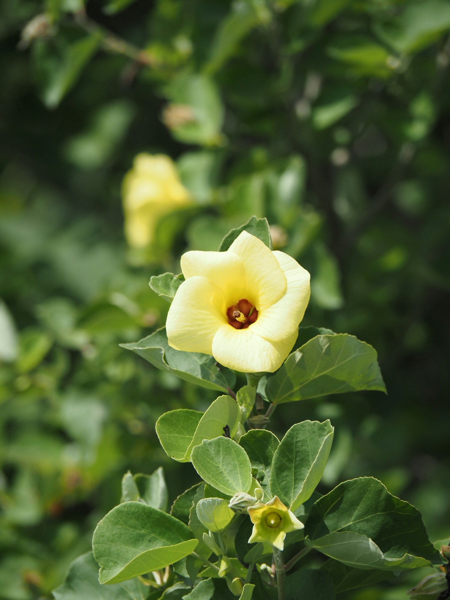 Fiore giallo circondato da foglie verdi