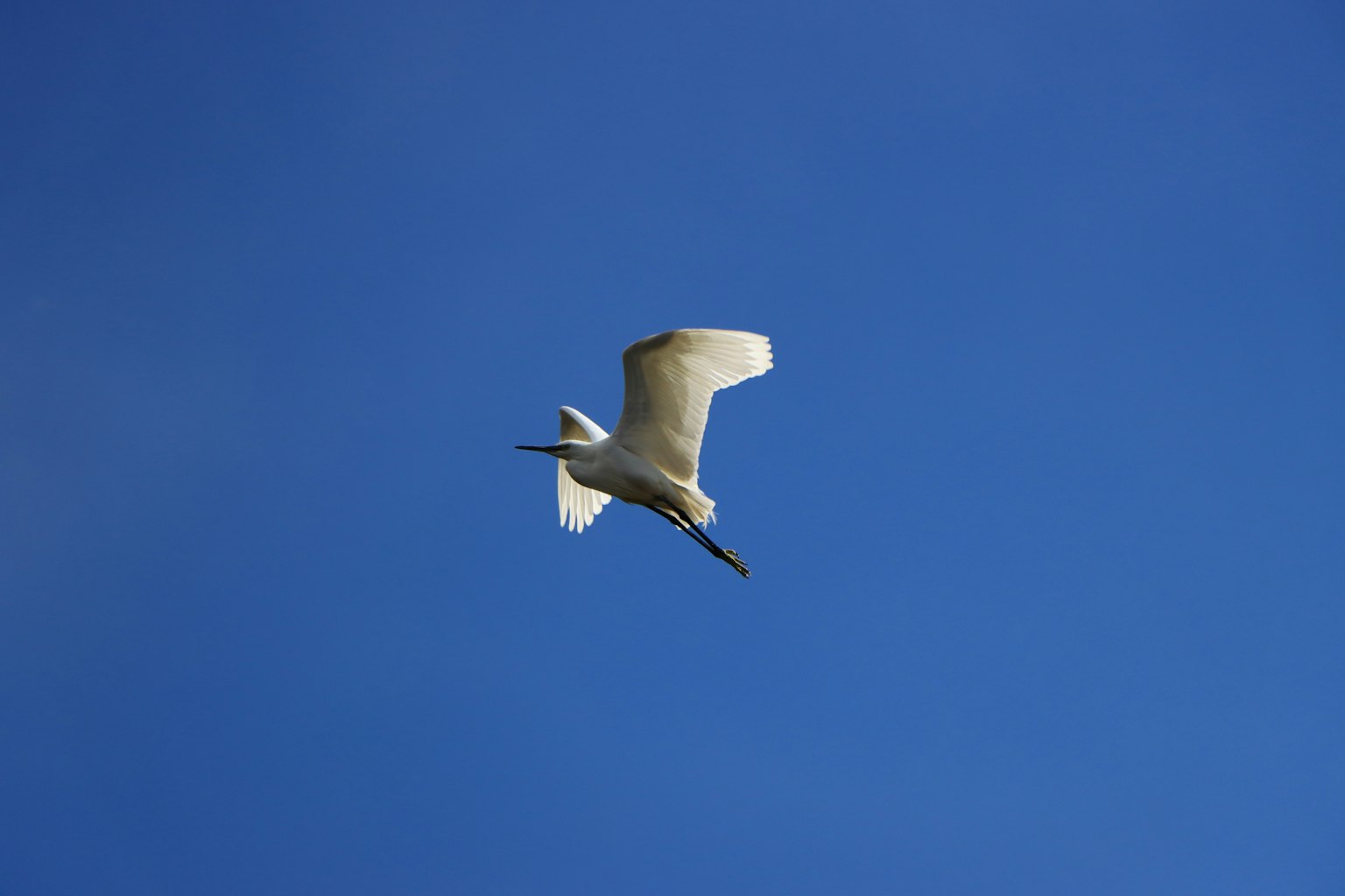 Un bel uccello bianco che vola nel cielo blu