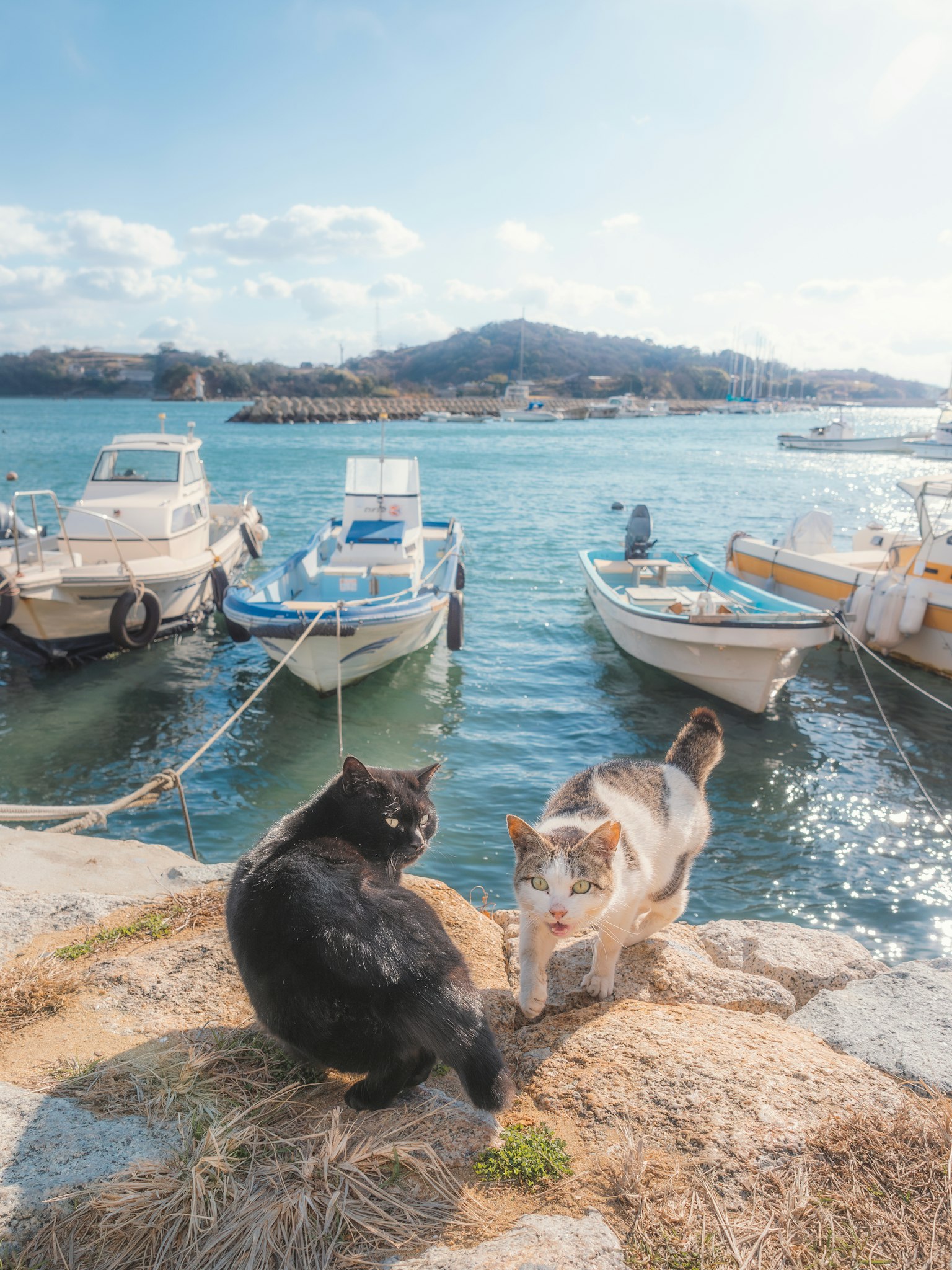 Dua kucing, satu hitam dan satu putih, dekat perahu di pelabuhan
