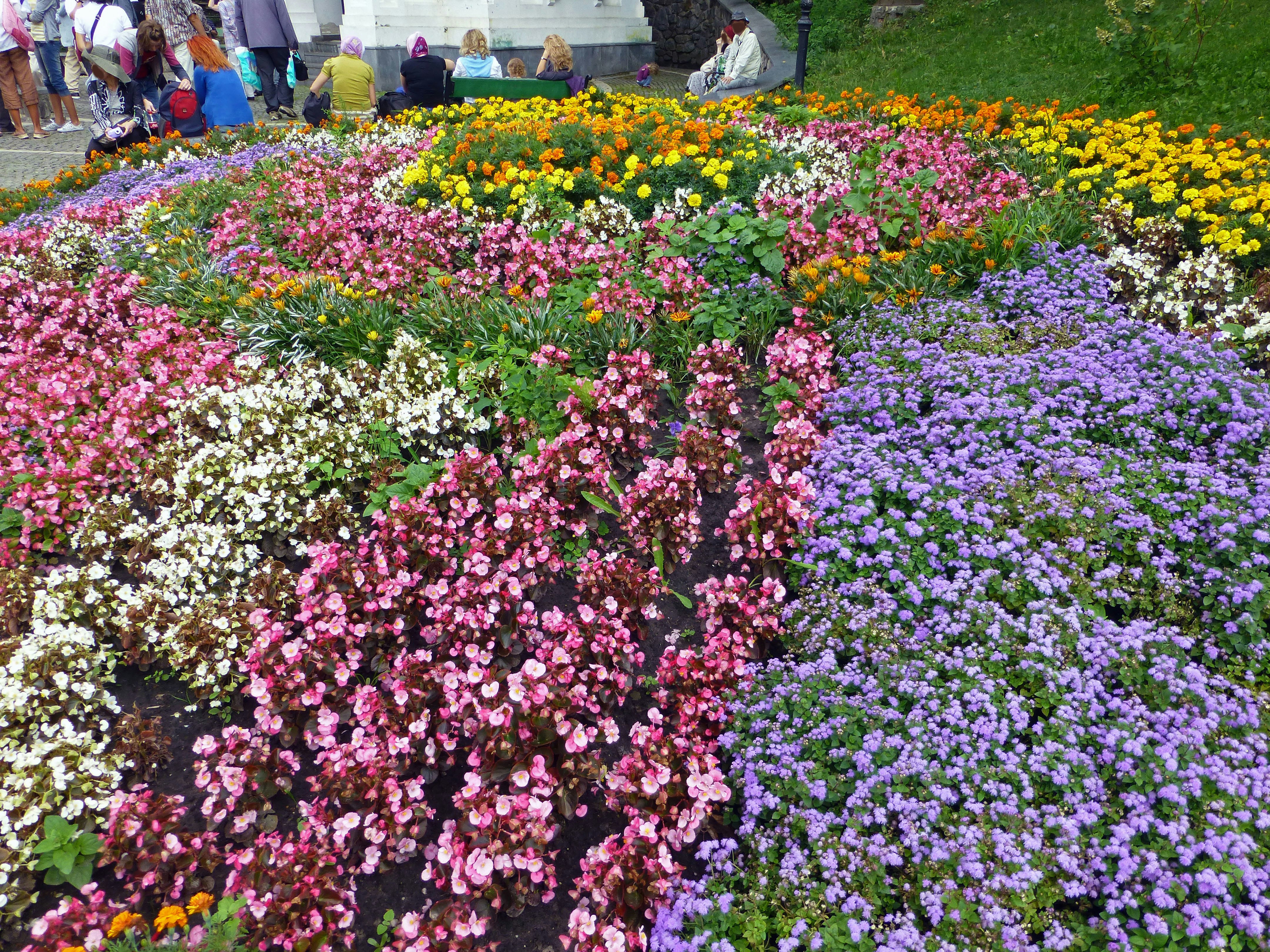色とりどりの花壇に咲く花々