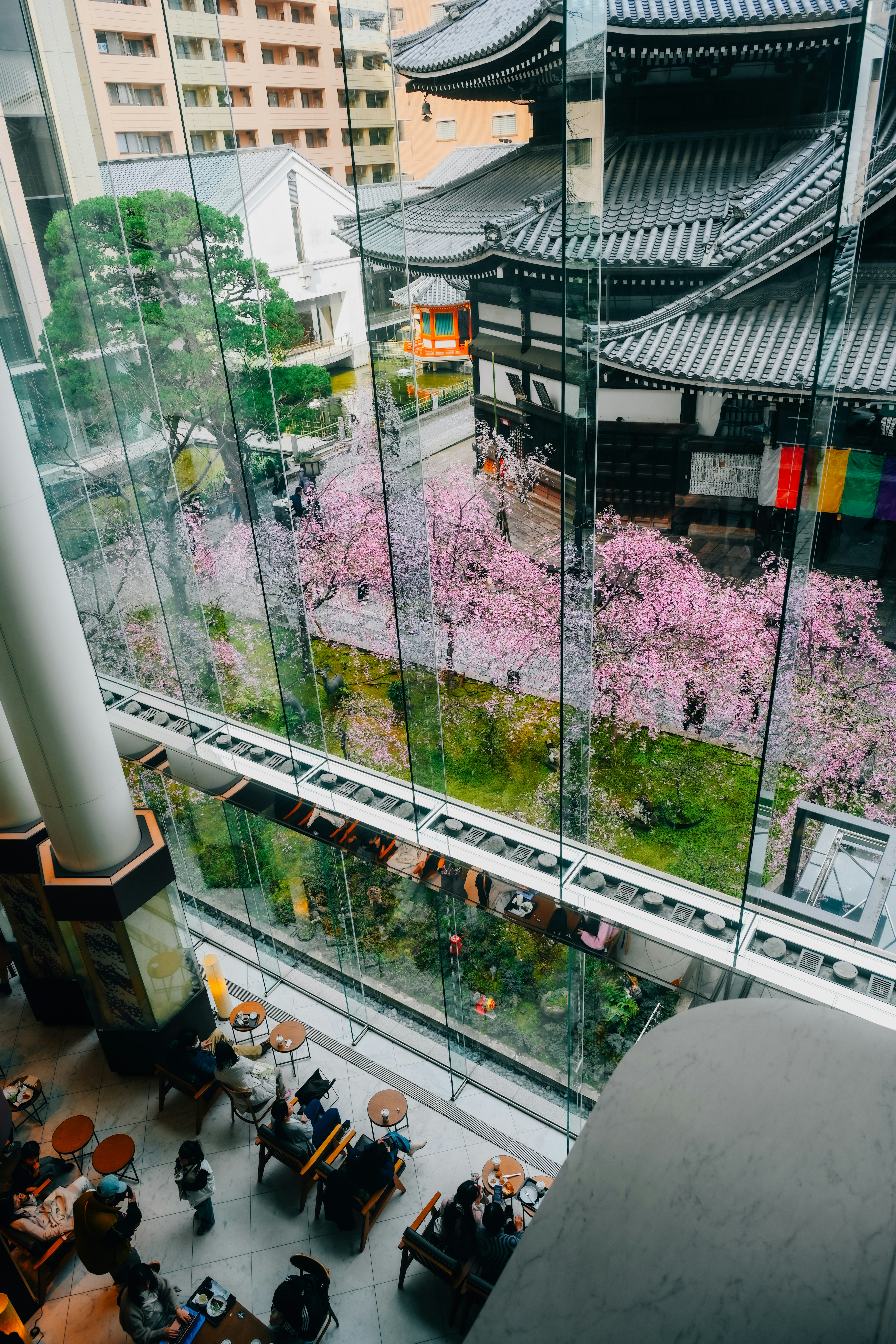 桜並木の見える寺院の回廊と庭園
