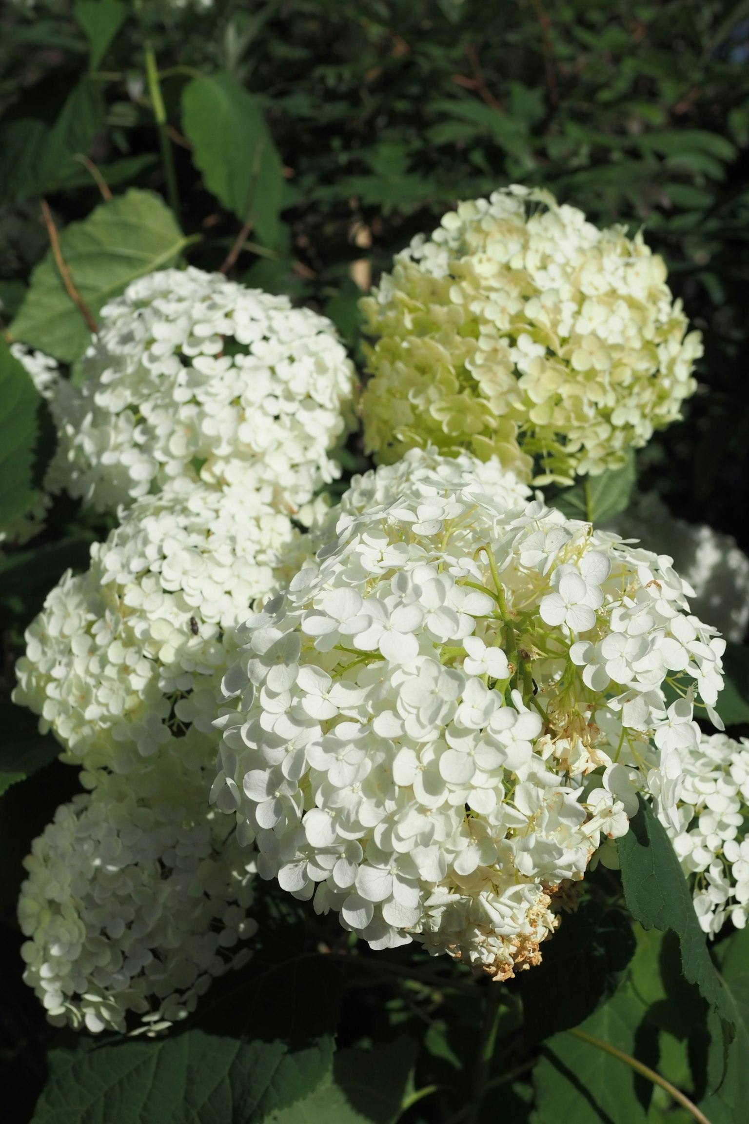 Magnifico bouquet di fiori di ortensia bianchi