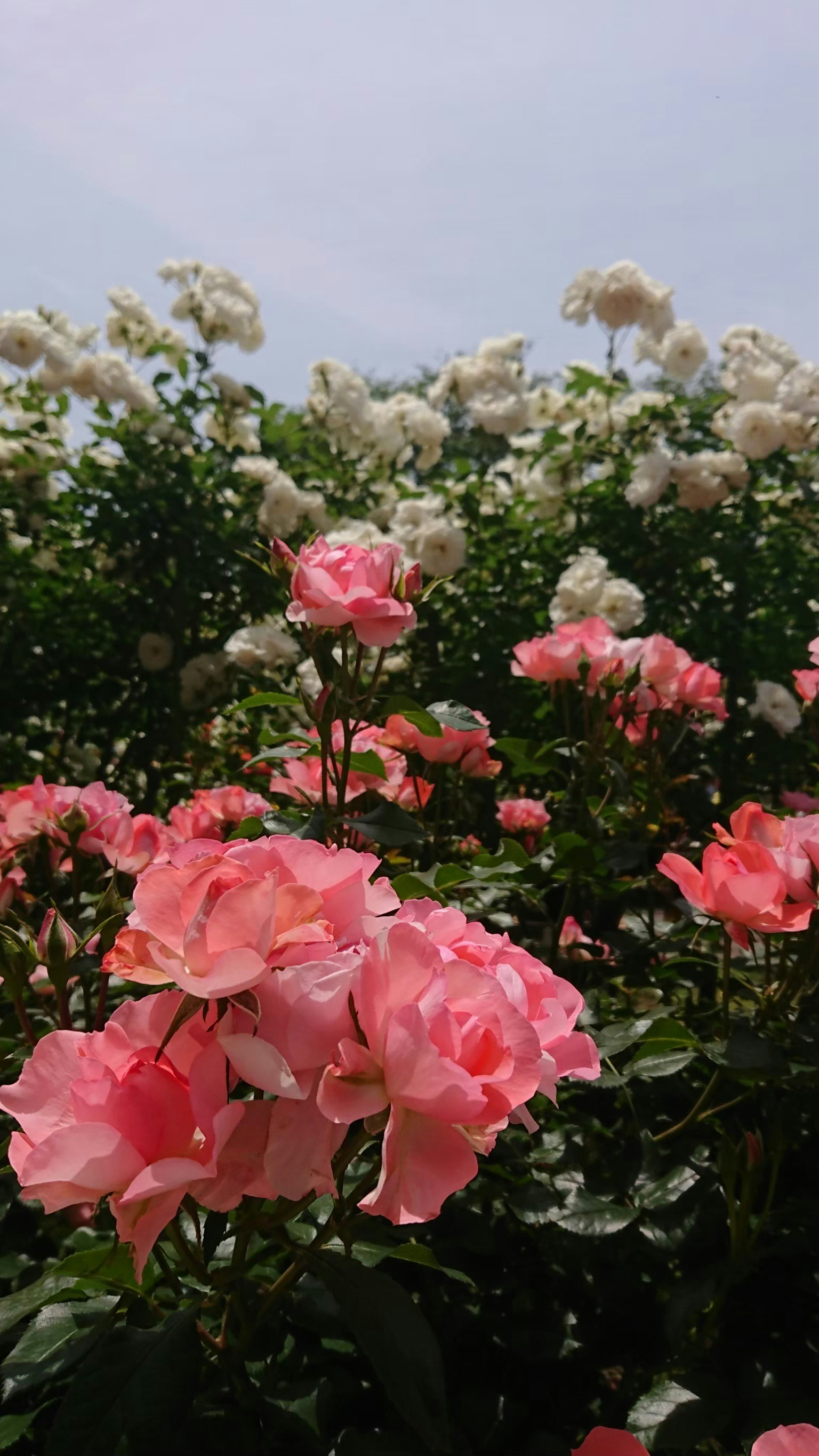 Una escena de jardín con hermosas rosas rosas y blancas en flor