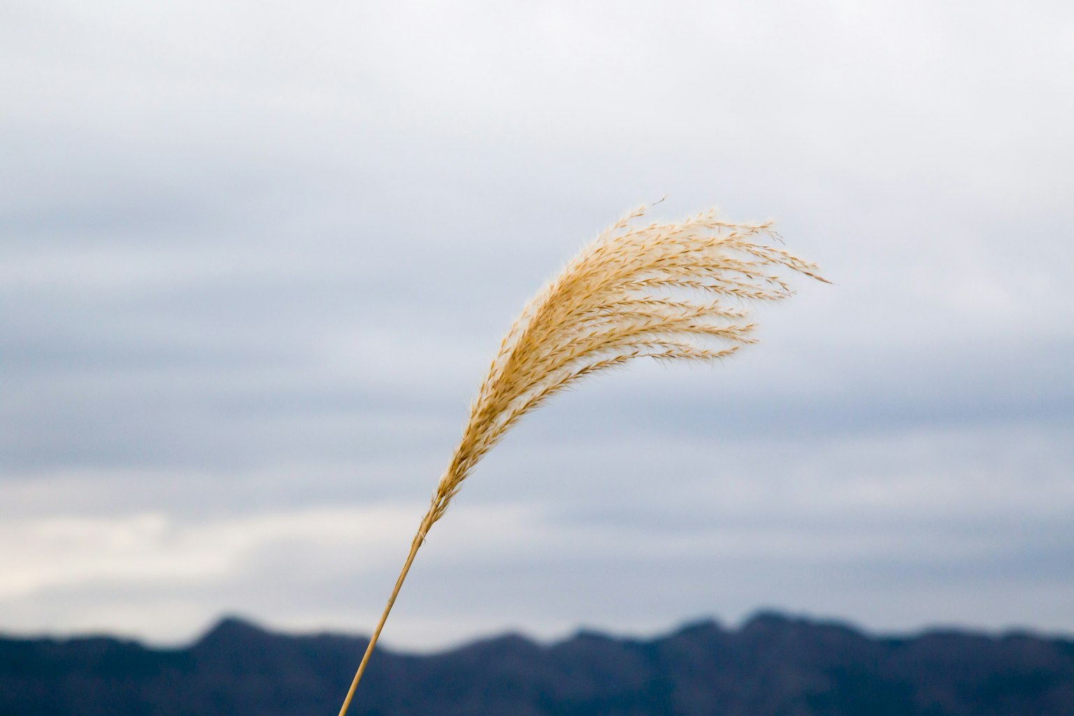 Ein zartes goldenes Grashalm, der im Wind weht, mit fernen Bergen im Hintergrund