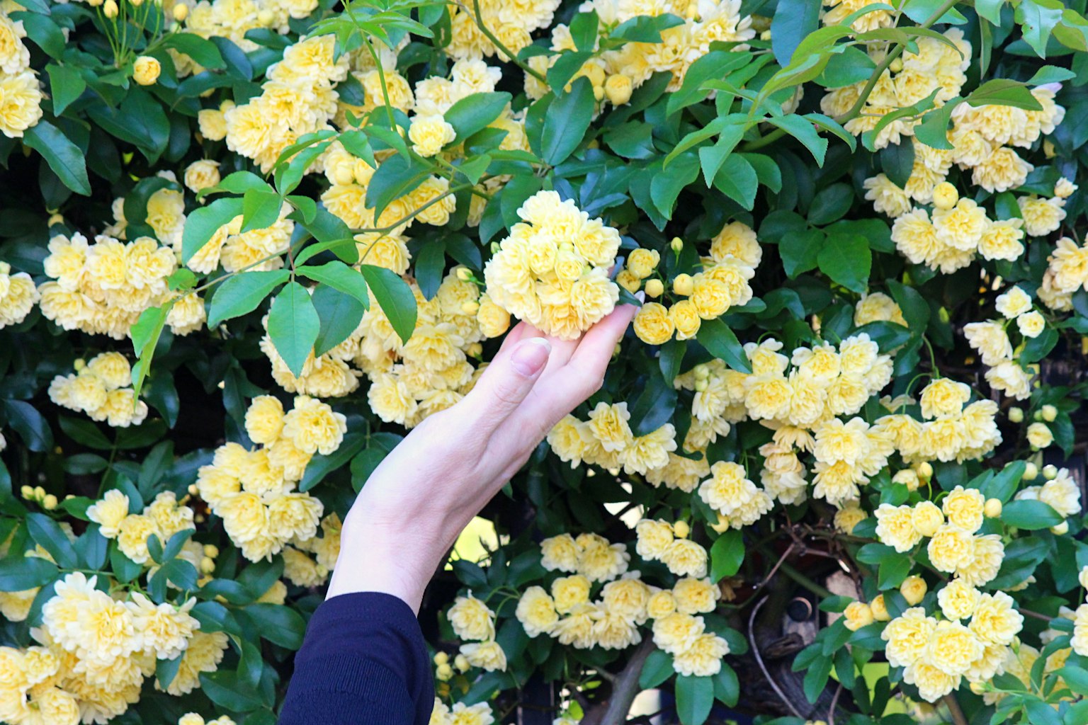 คนถือดอกไม้สีเหลืองกับใบเขียวในพื้นหลัง