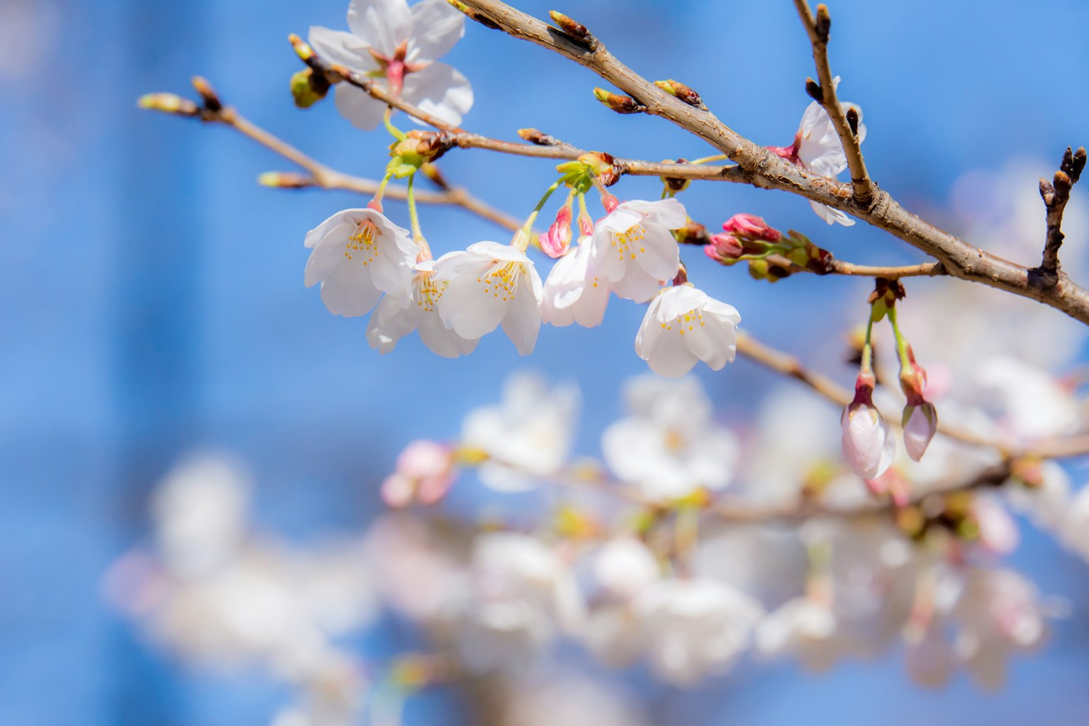 Close-up of cherry blossoms and buds against a blue sky