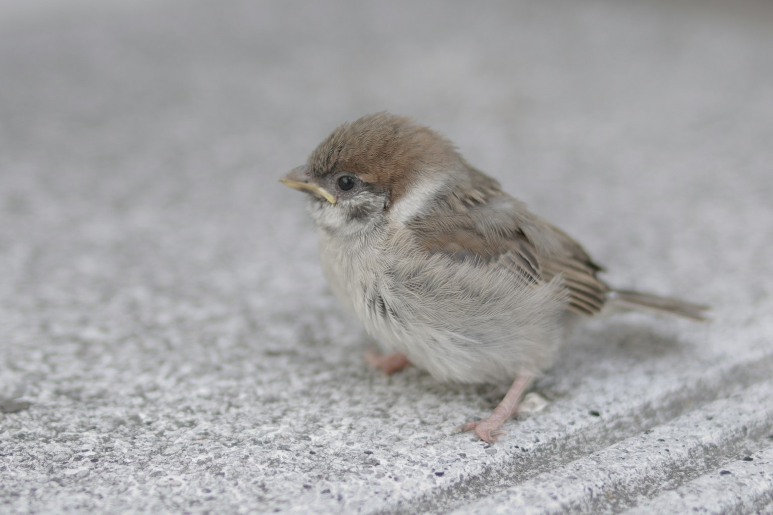 Un pequeño gorrión de pie sobre una superficie gris