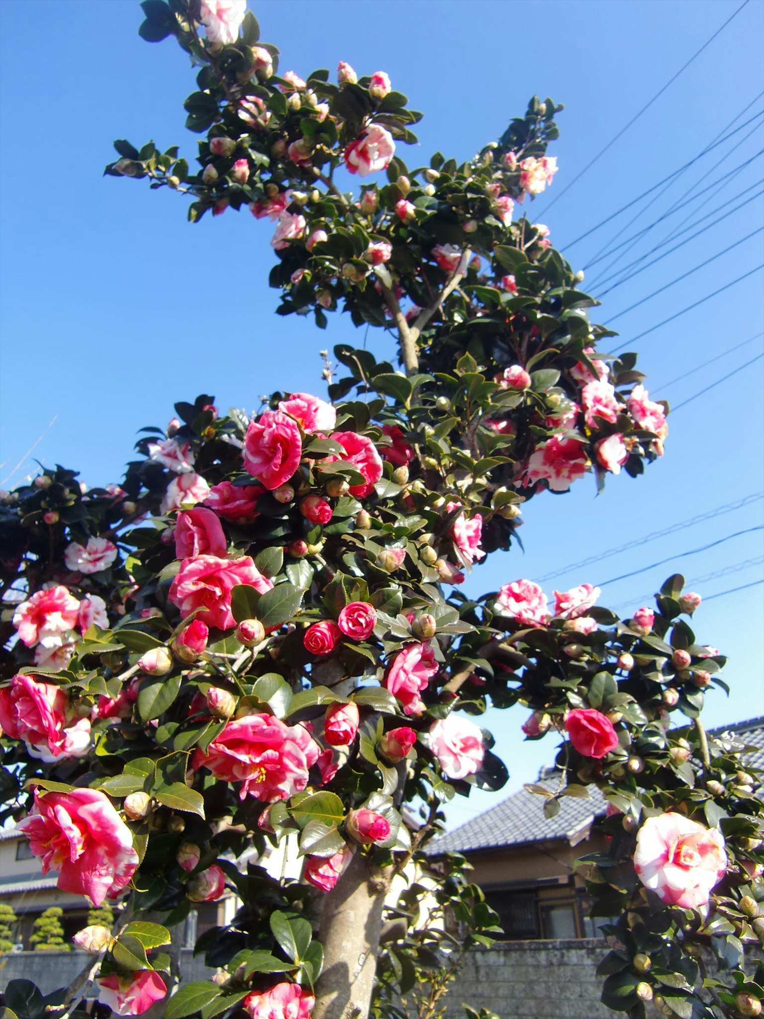 Kamelienbaum mit lebhaften rosa Blumen unter klarem blauen Himmel