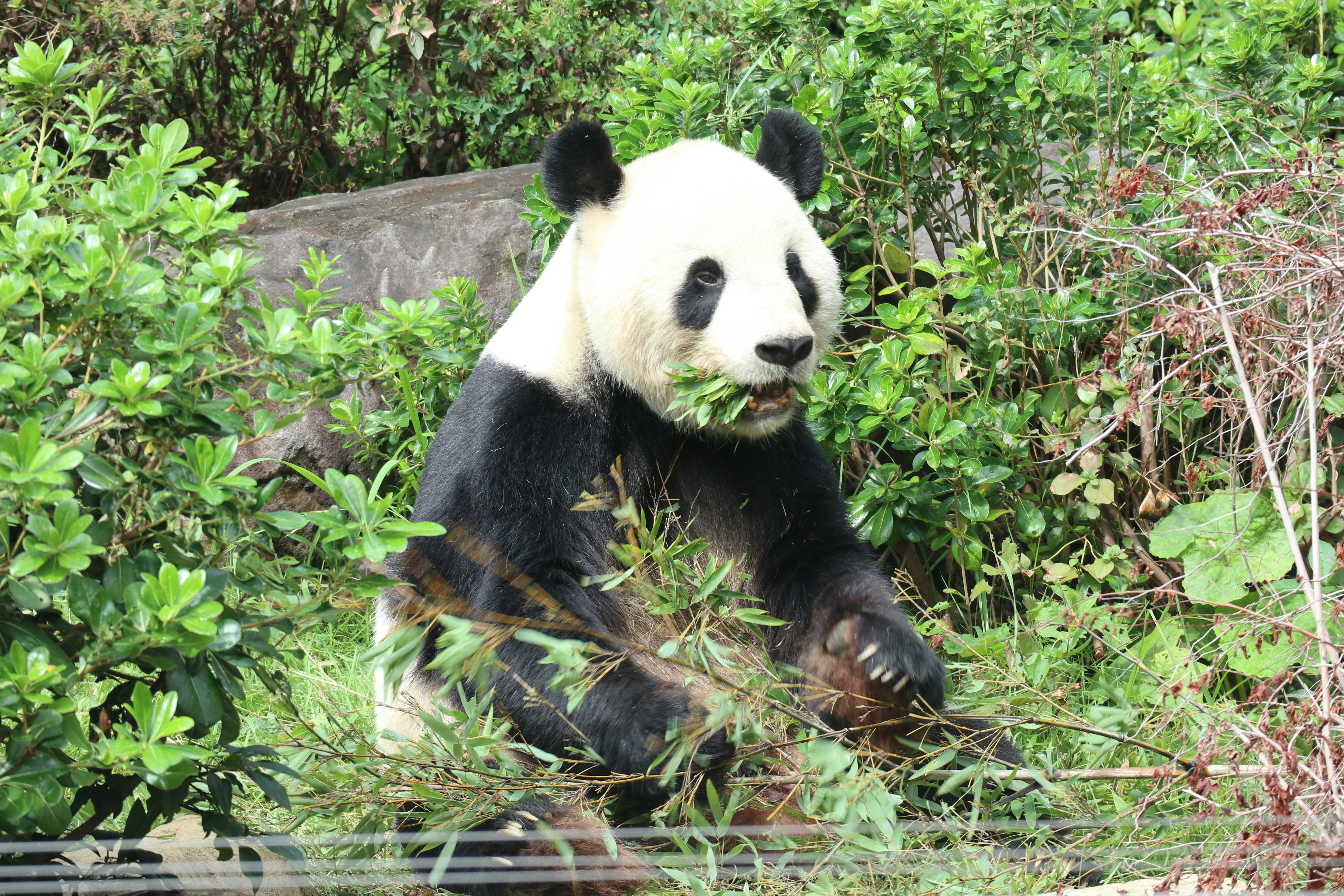 草むらでくつろぐジャイアントパンダの親子