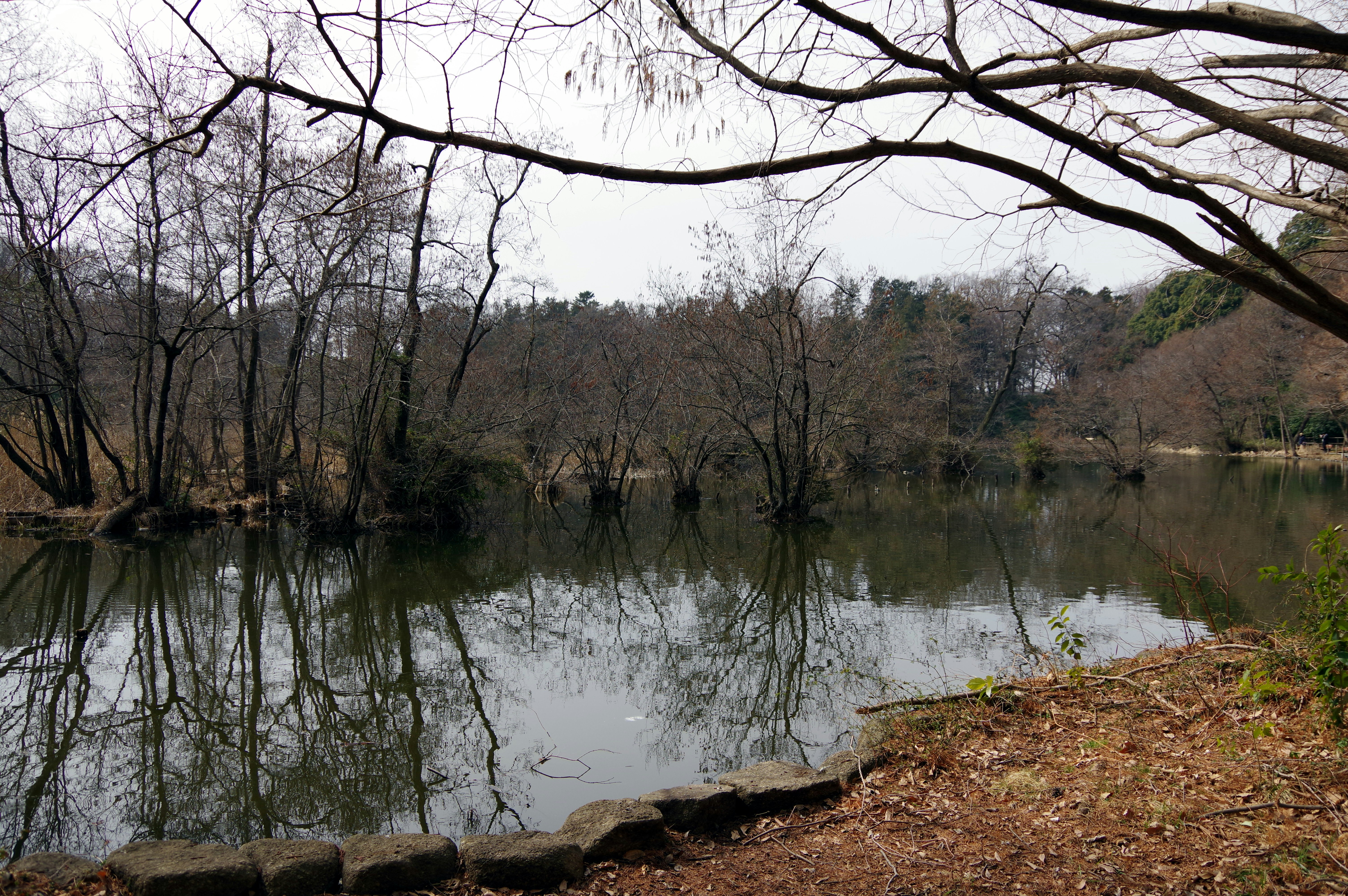 Serene pond with reflecting trees in a natural setting