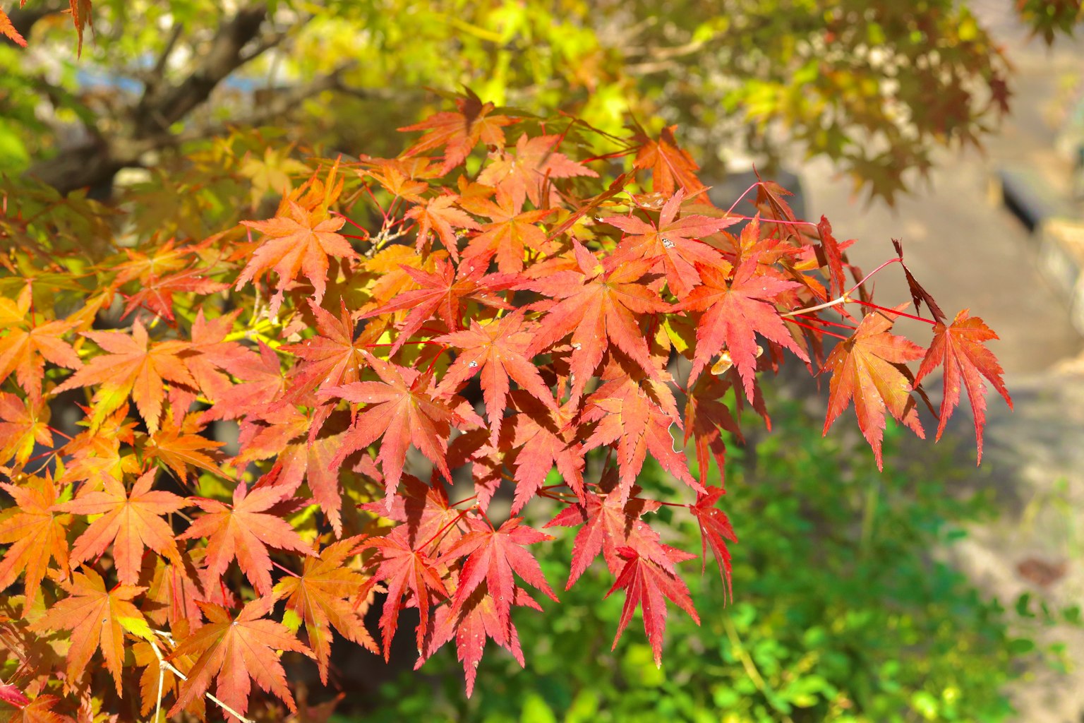 Primer plano de hojas de arce de otoño coloridas