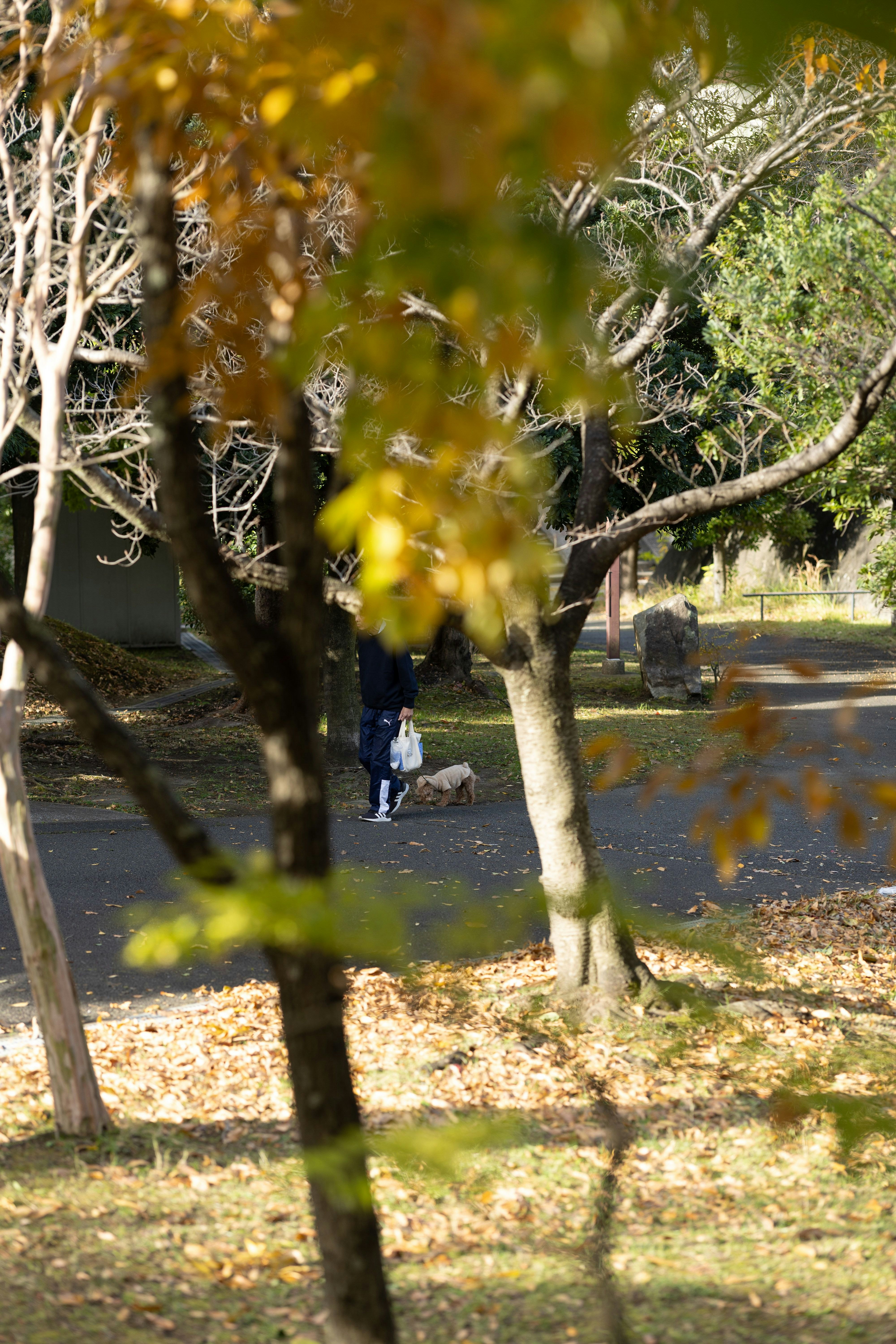 escena de parque con una persona paseando un perro por un sendero entre árboles