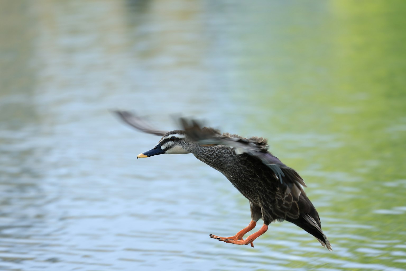 Eine Ente, die von der Wasseroberfläche abhebt