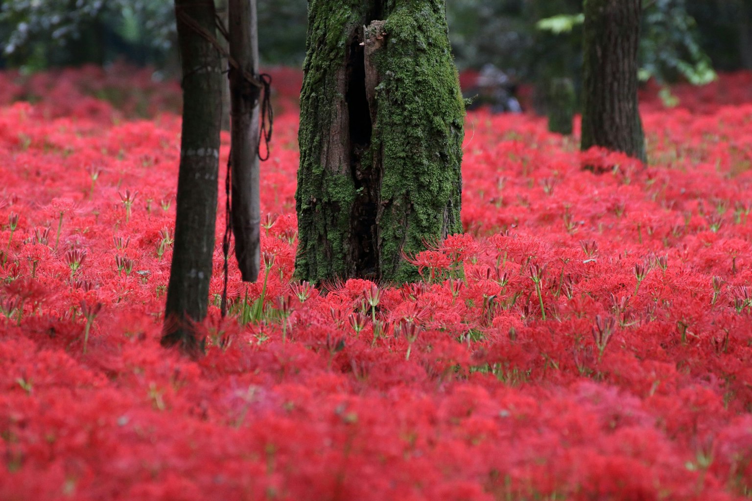 Seseorang dengan jubah hijau berdiri di tengah ladang bunga merah