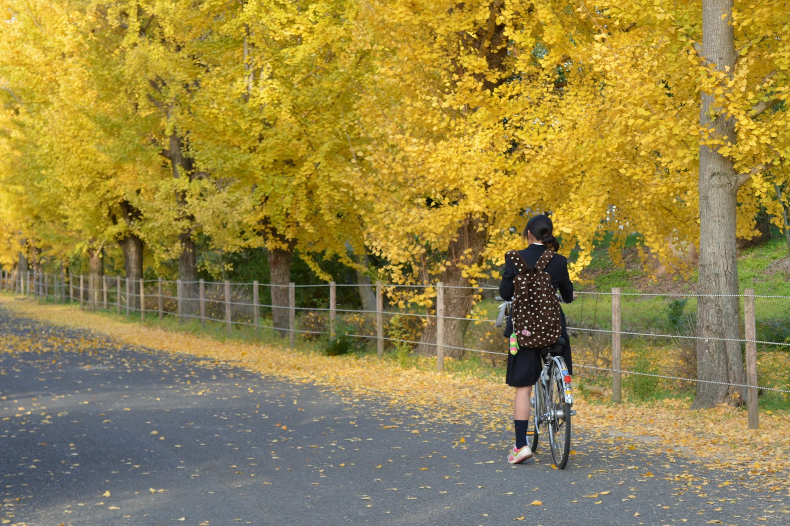 A woman riding a bicycle along a road lined with yellow leaves