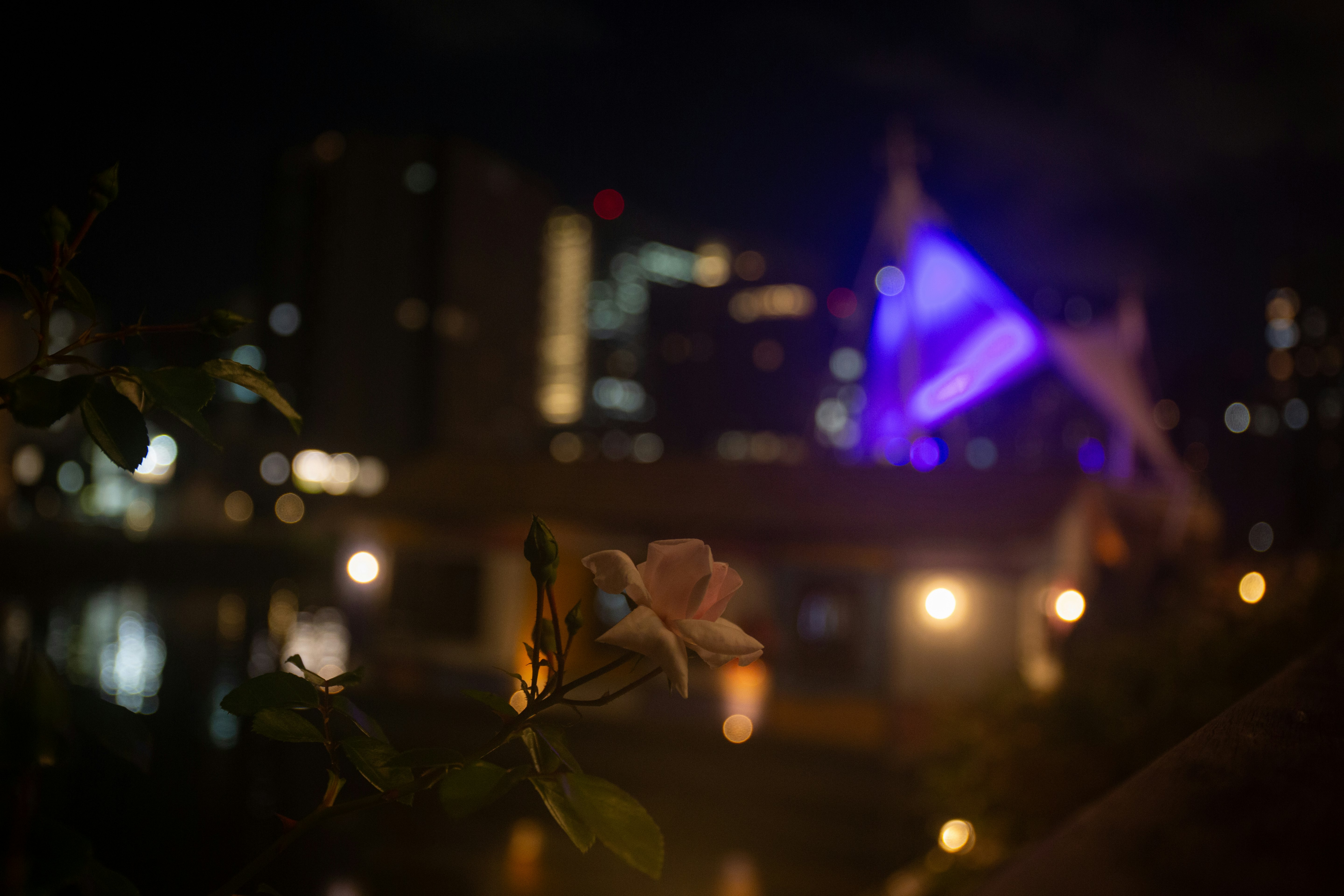 夜の街角で光に照らされたバラの花