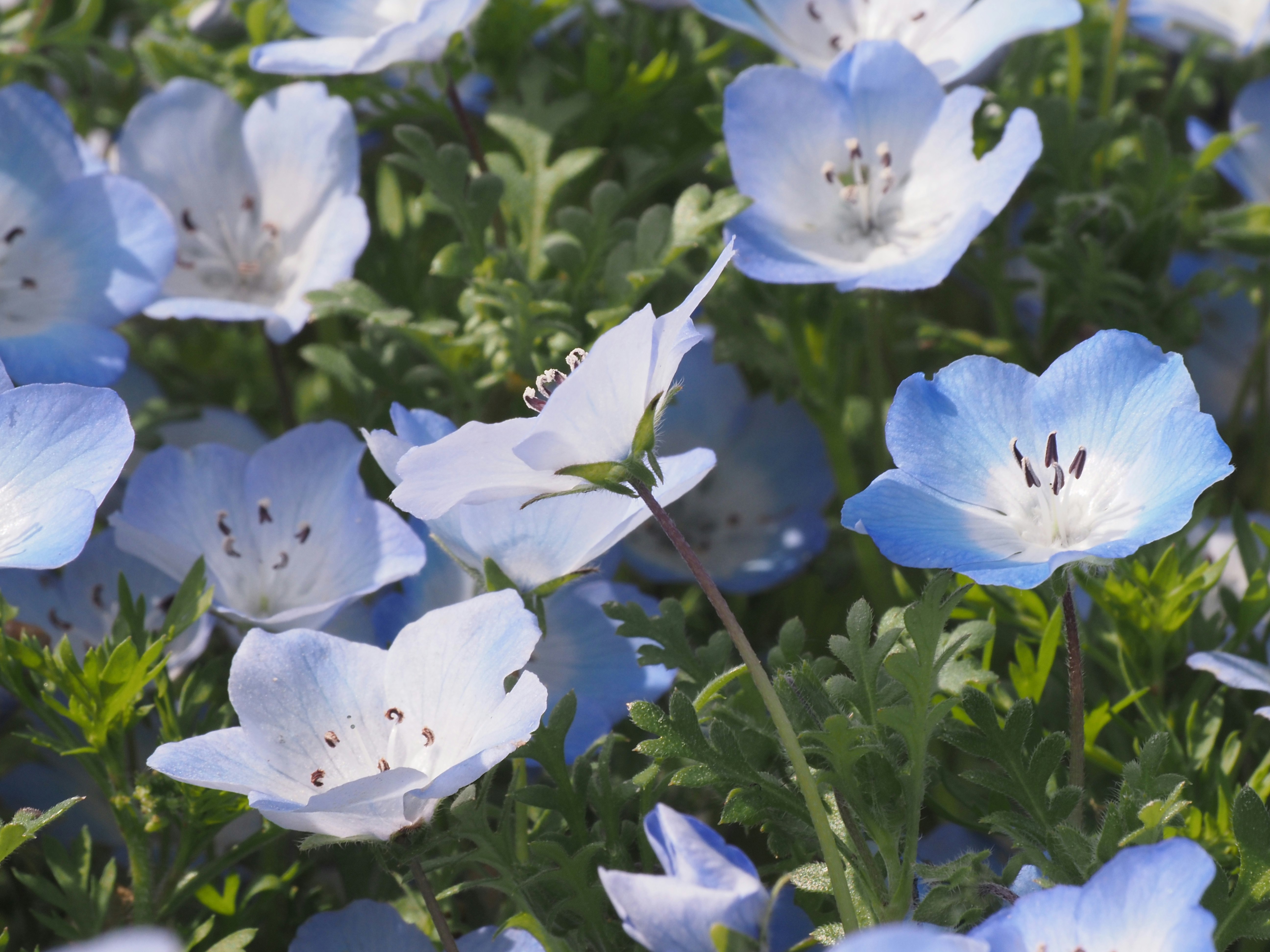 Im Frühling blühende Nemophila-Blüten