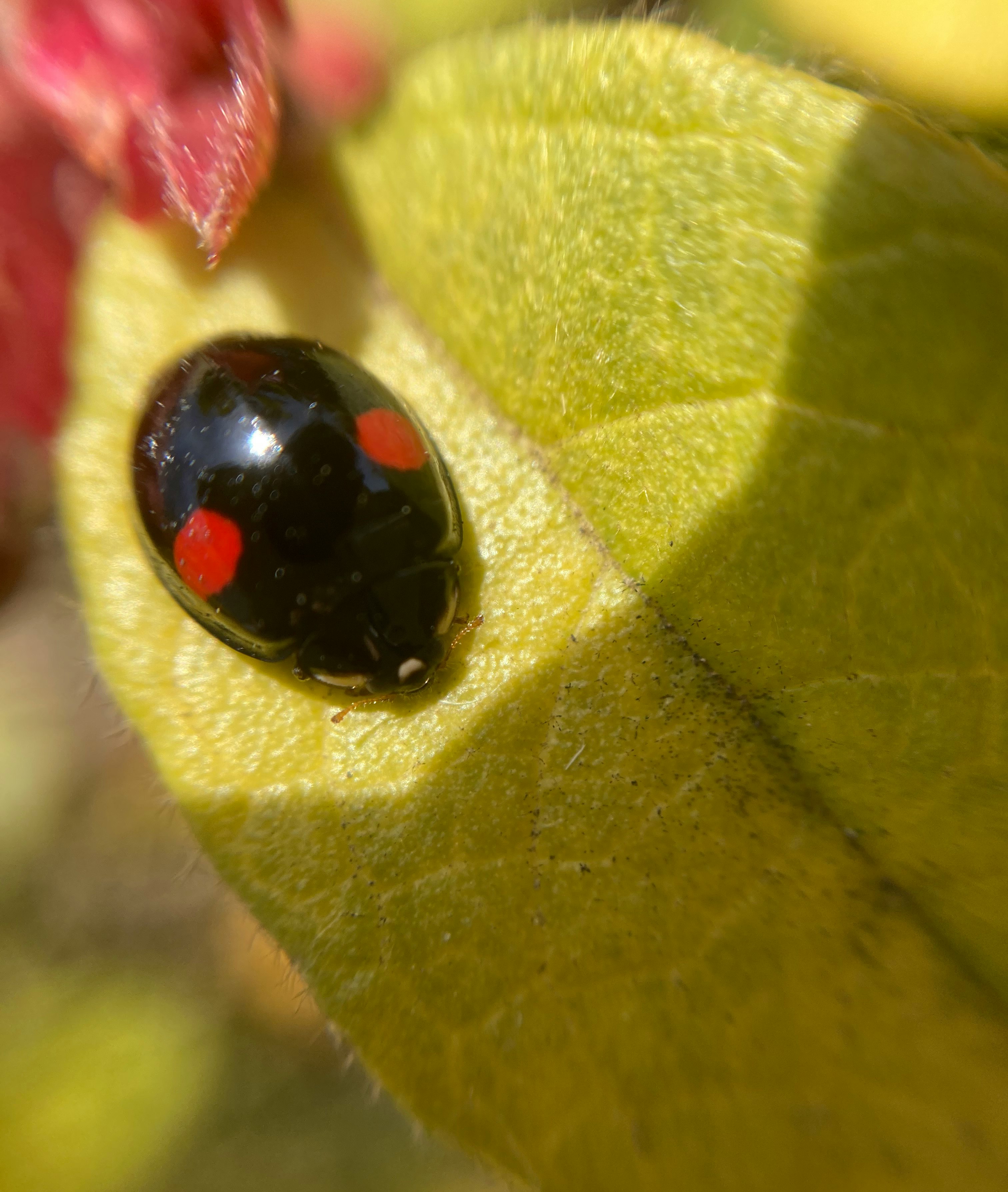 black ladybug on a yellow flower petal
