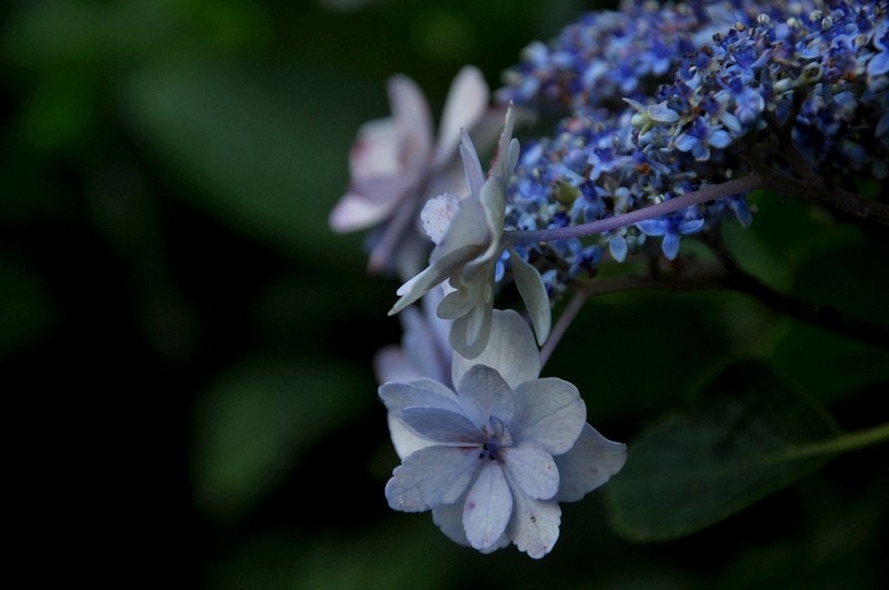 青いアジサイの花と雨上がりの雰囲気