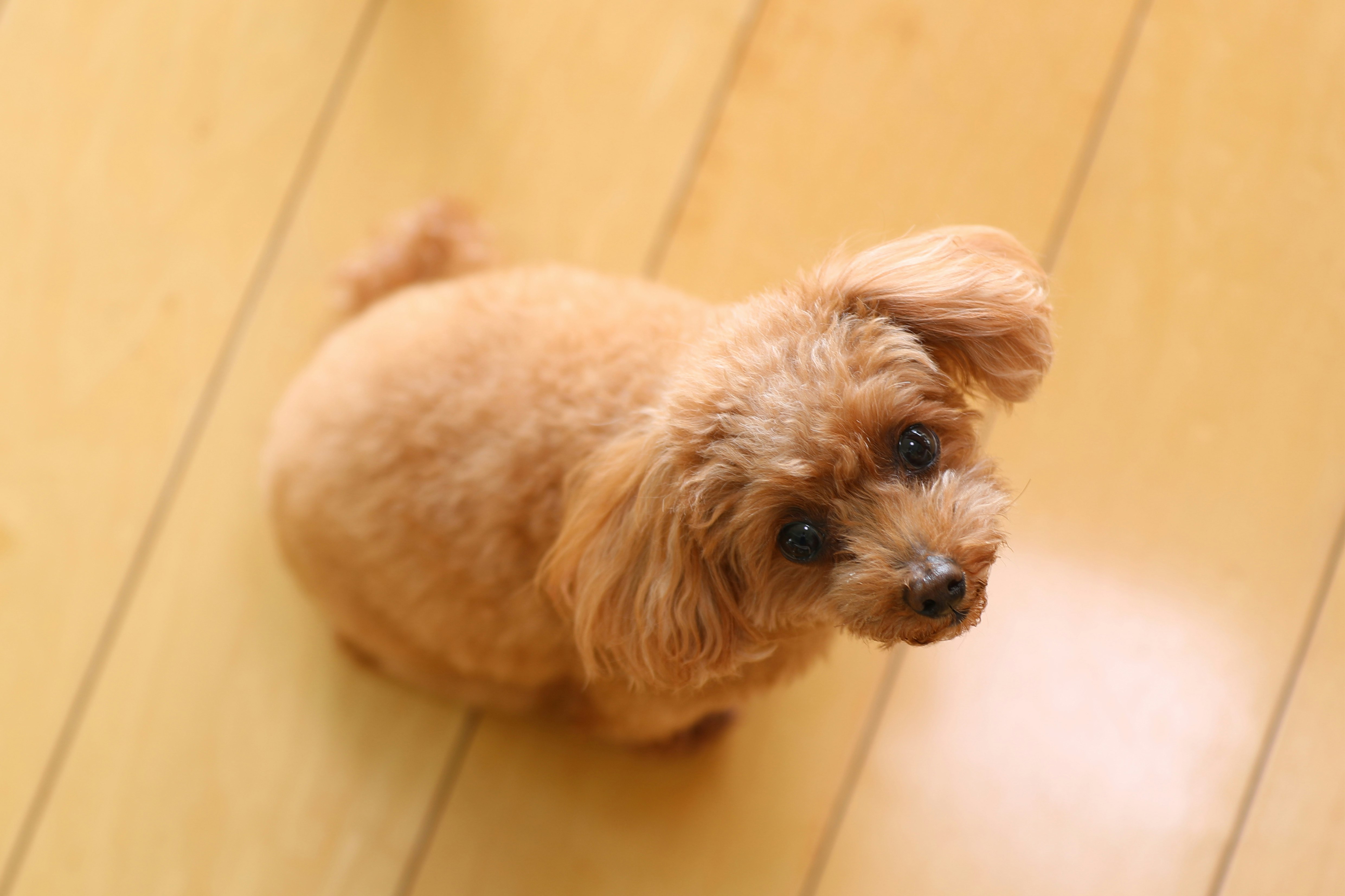 地板上注視鏡頭的玩具貴賓犬