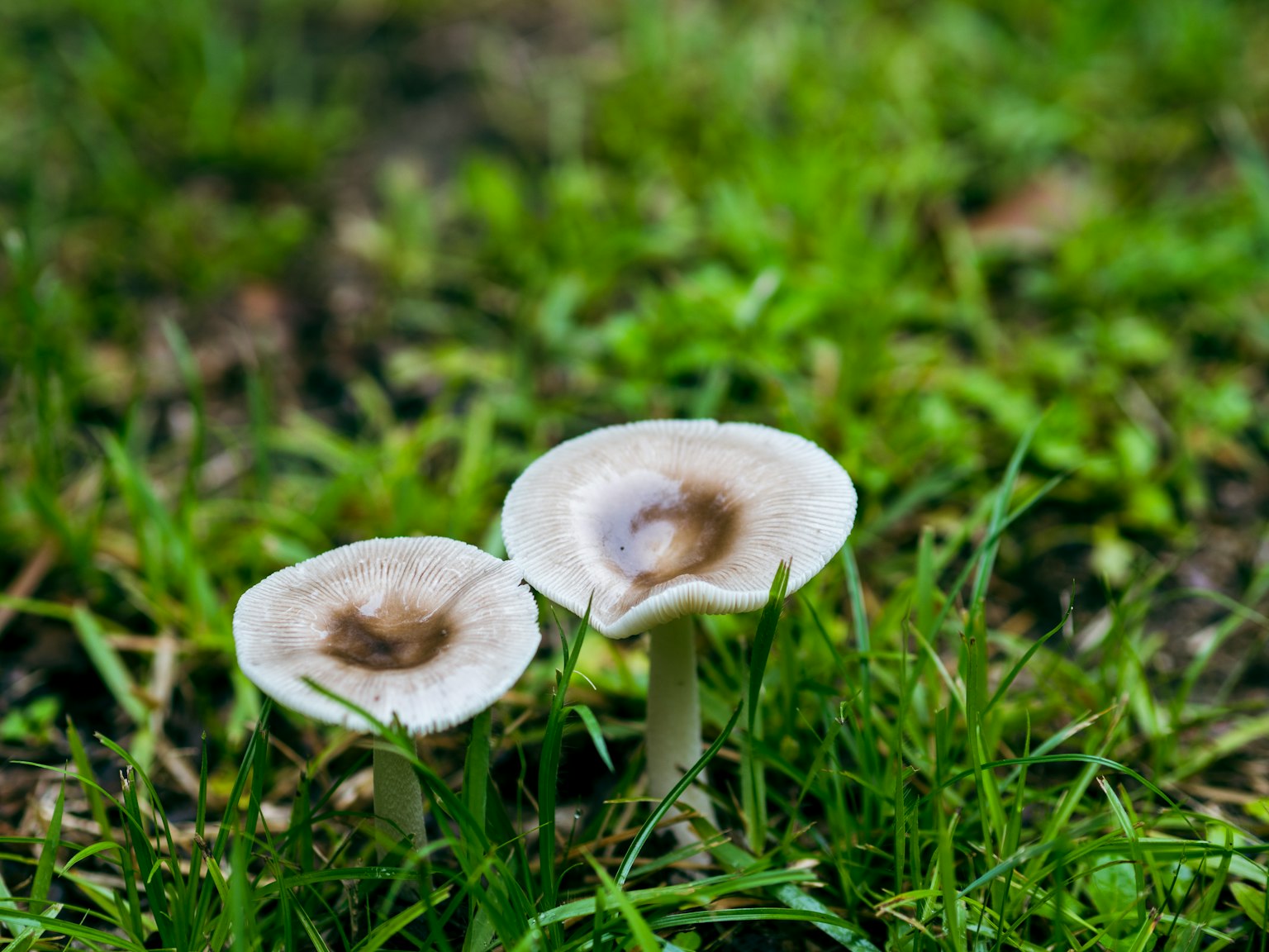 Dos champiñones blancos creciendo en la hierba