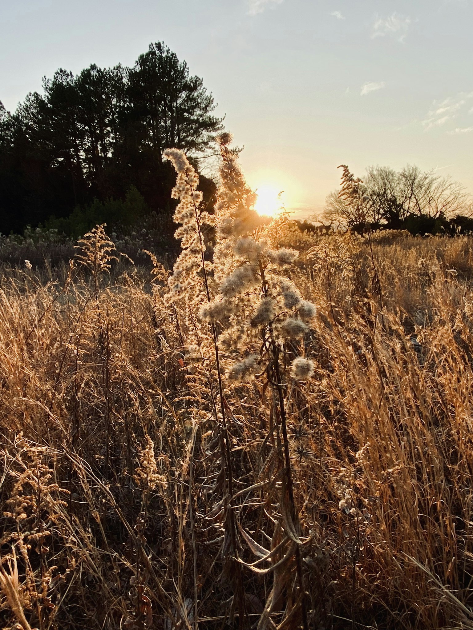 Silhouette of grass and trees with sunset in the background