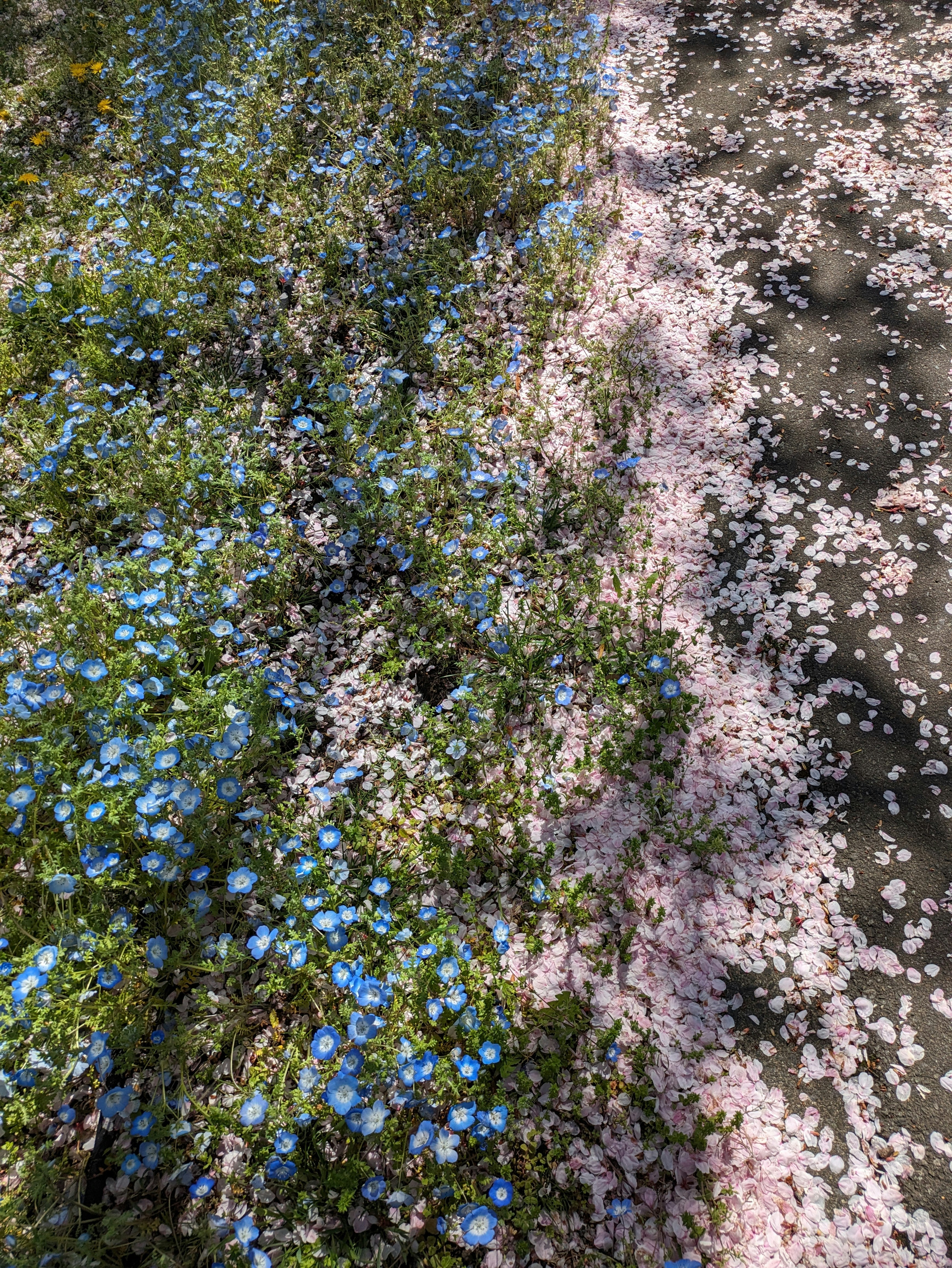 Nemophila and cherry blossom petals swirling like a river