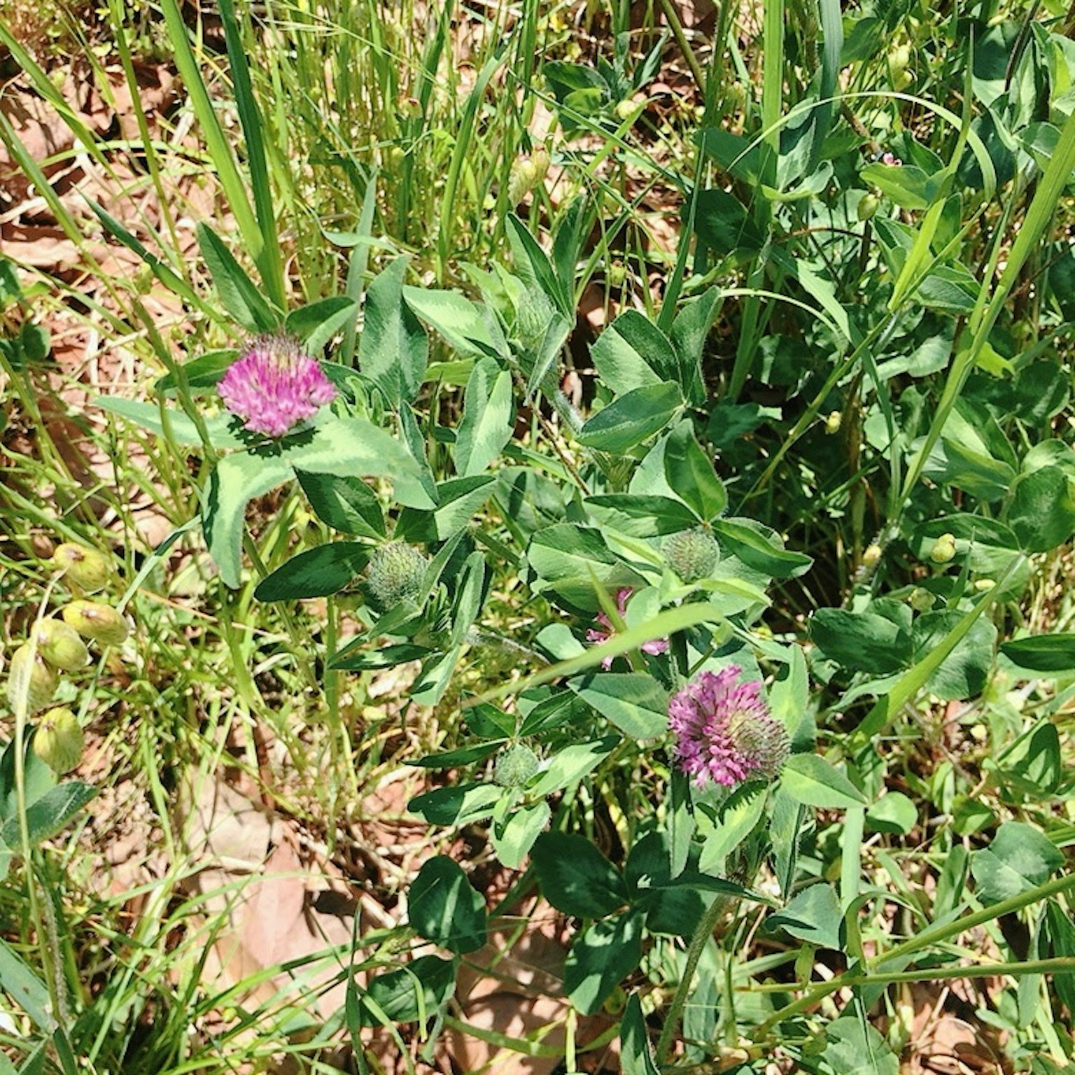 Red purple clover flowers among green grass