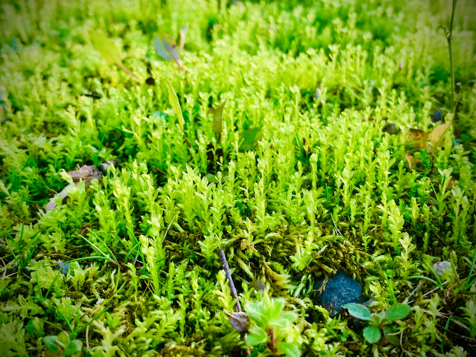 郁郁葱葱的绿色苔藓覆盖地面