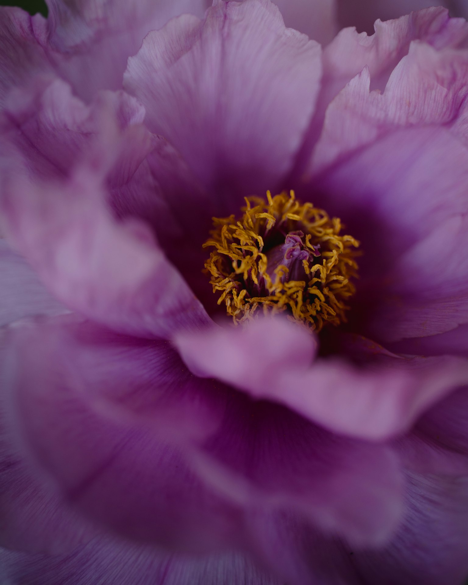 Acercamiento de una hermosa flor de peonía con pétalos morados y un centro amarillo