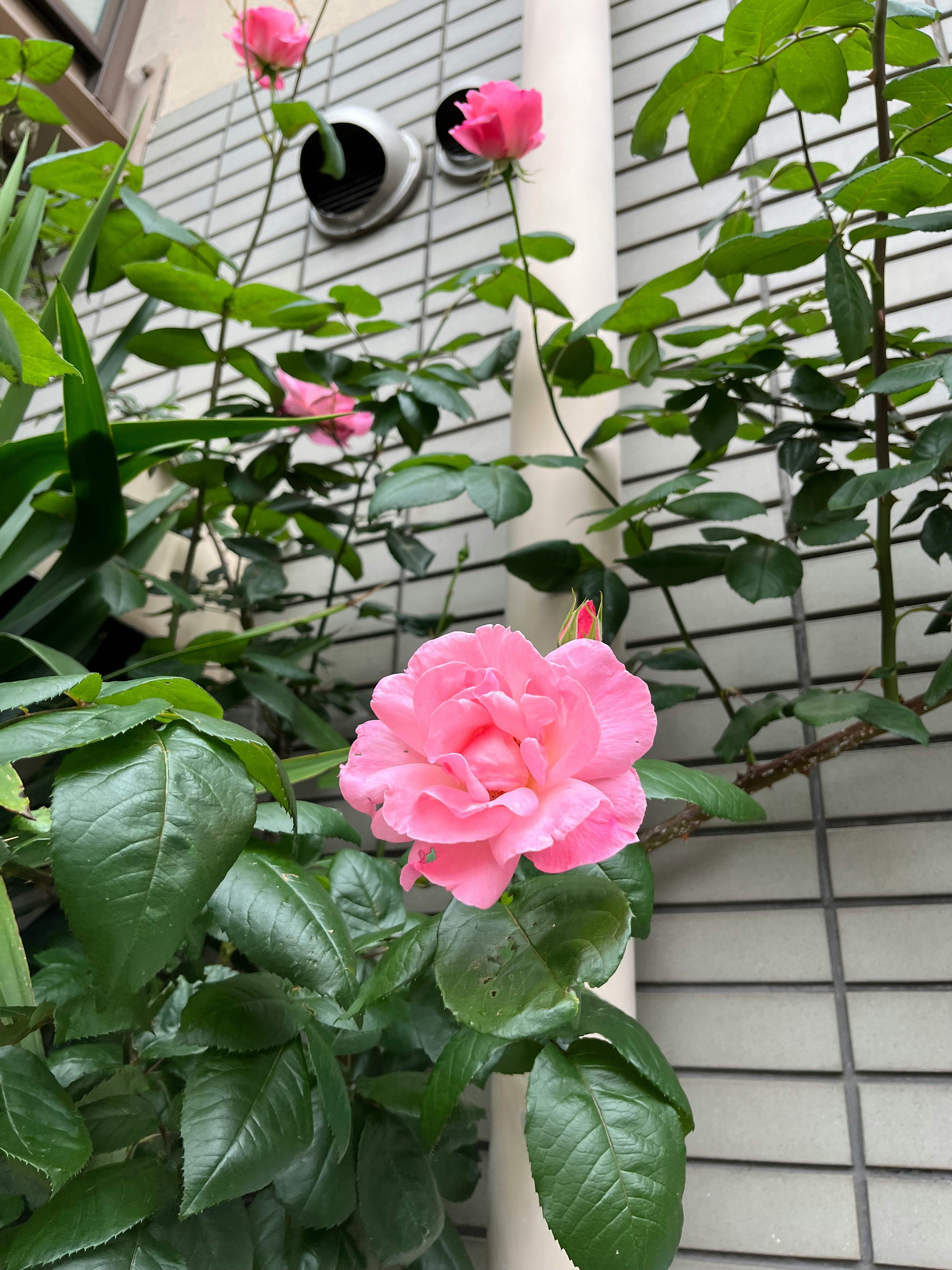 壁面の格子に絡むピンクのバラの花