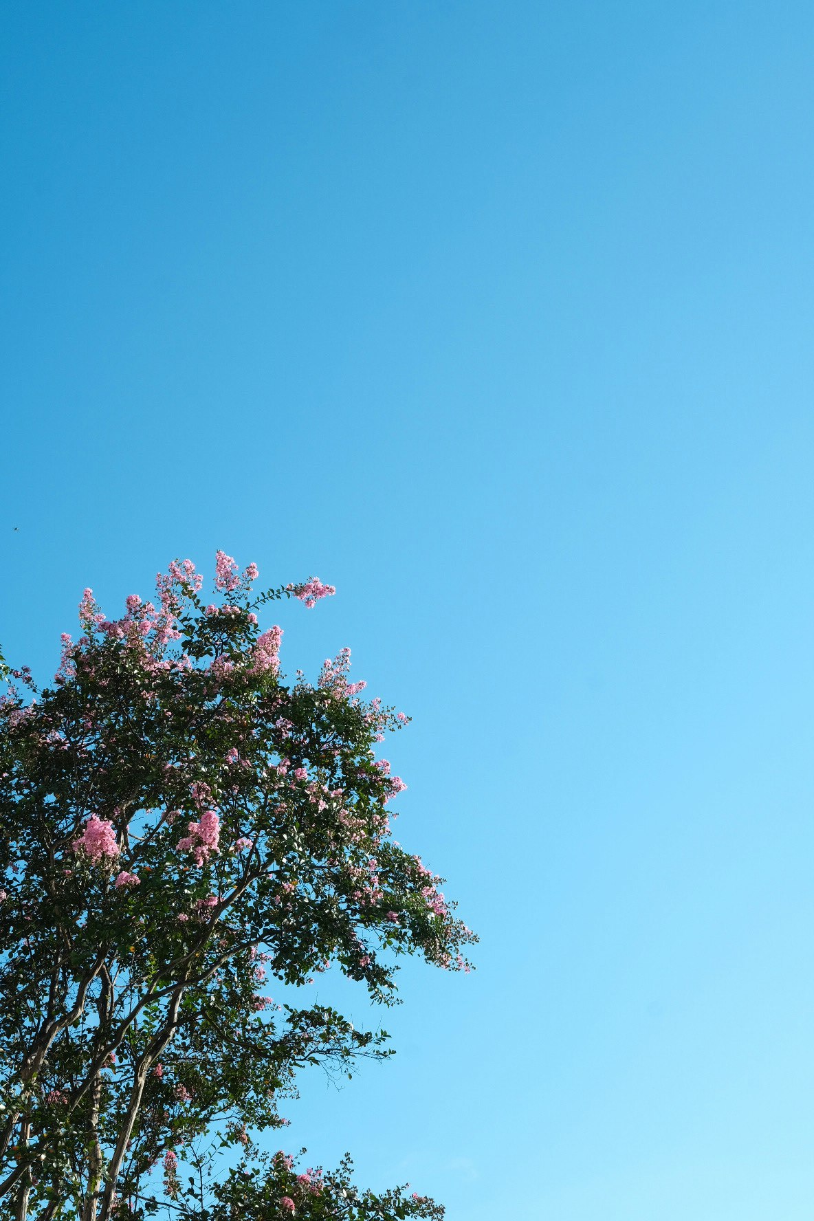 百日紅（サルスベリ）の花と青空