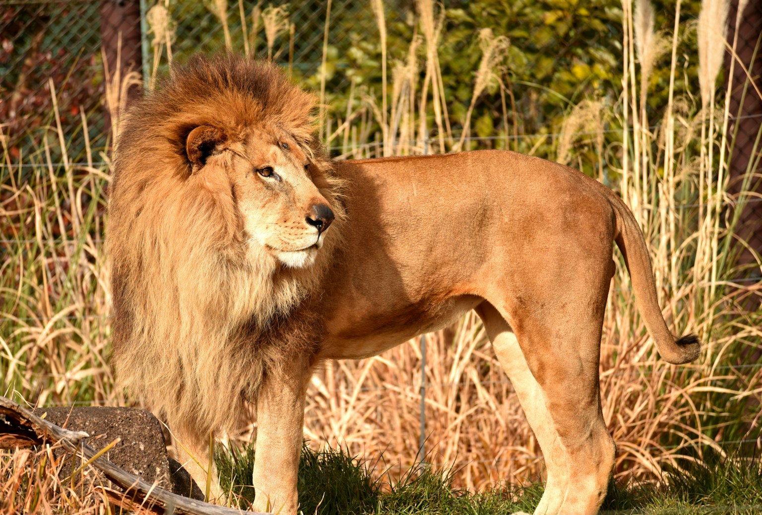A majestic male lion with a beautiful mane standing in a grassy area