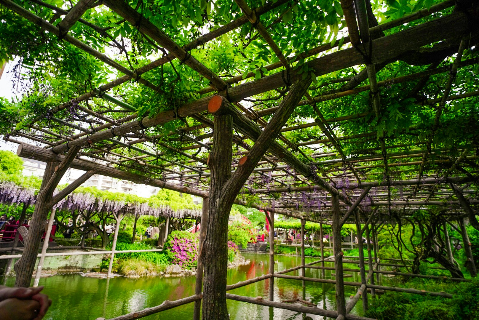 池のある庭園を覆う木製の棚とつる植物